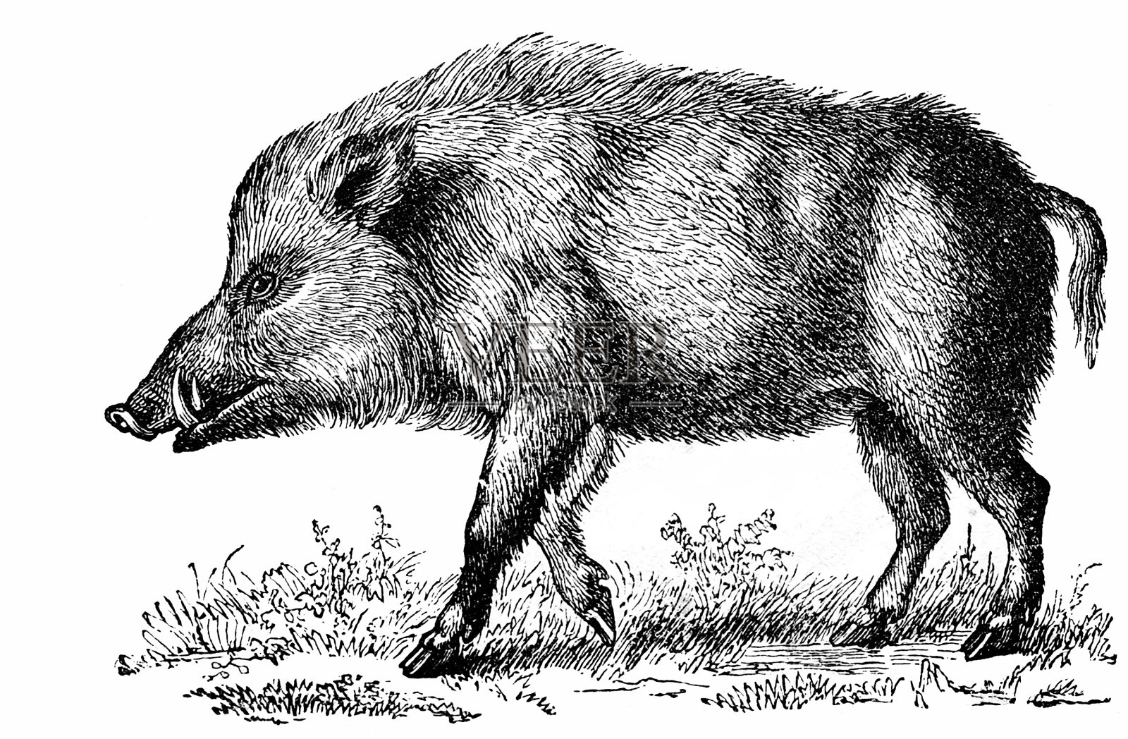 野猪(Sus Scrofa)插画图片素材