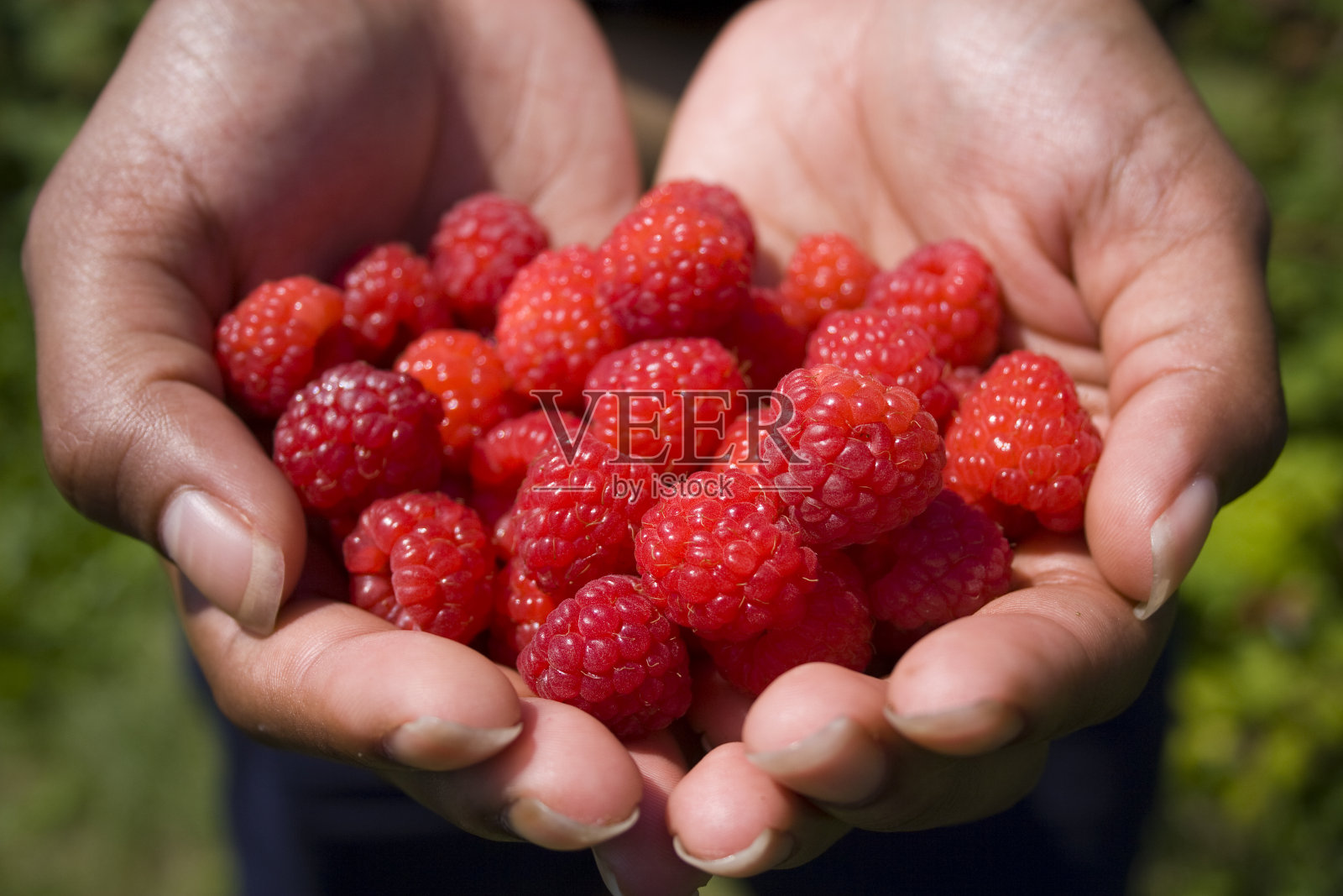 把树莓照片摄影图片
