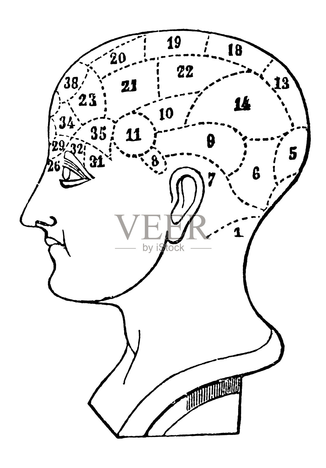 人类颅相学研究插画图片素材