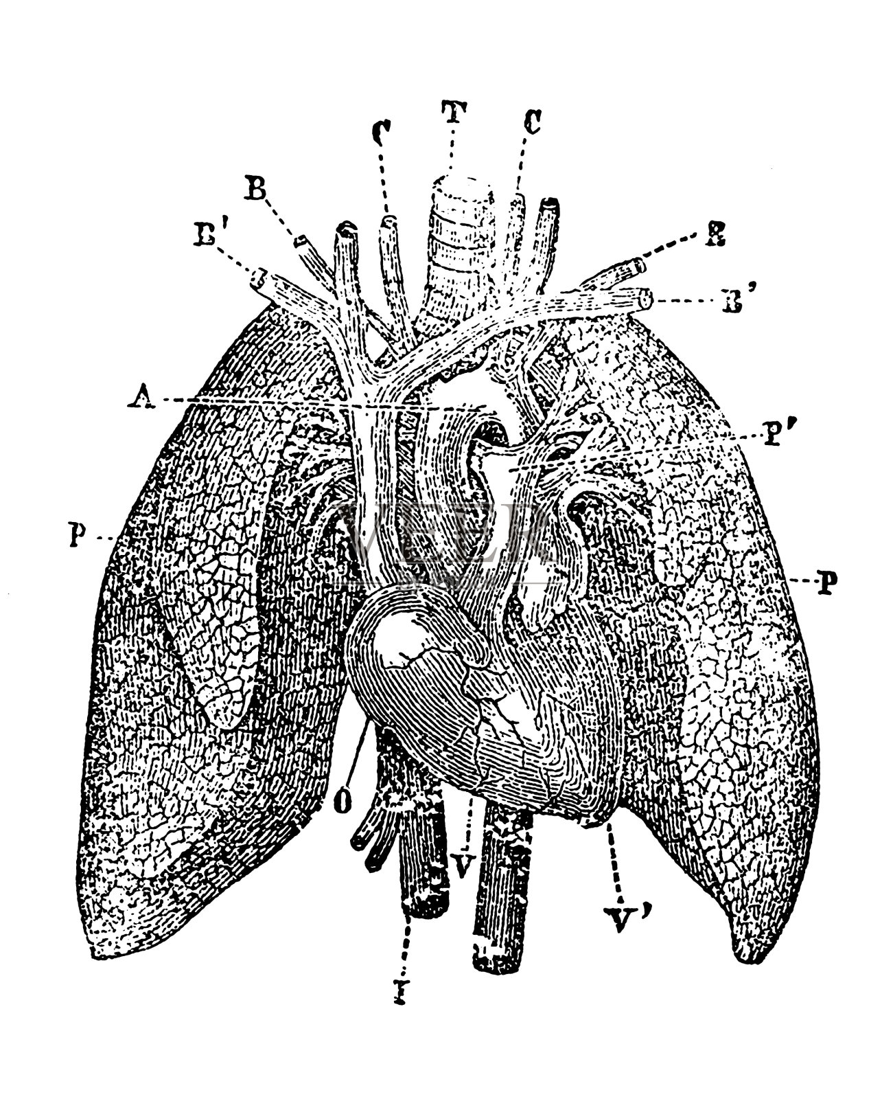 肺和心脏插画图片素材
