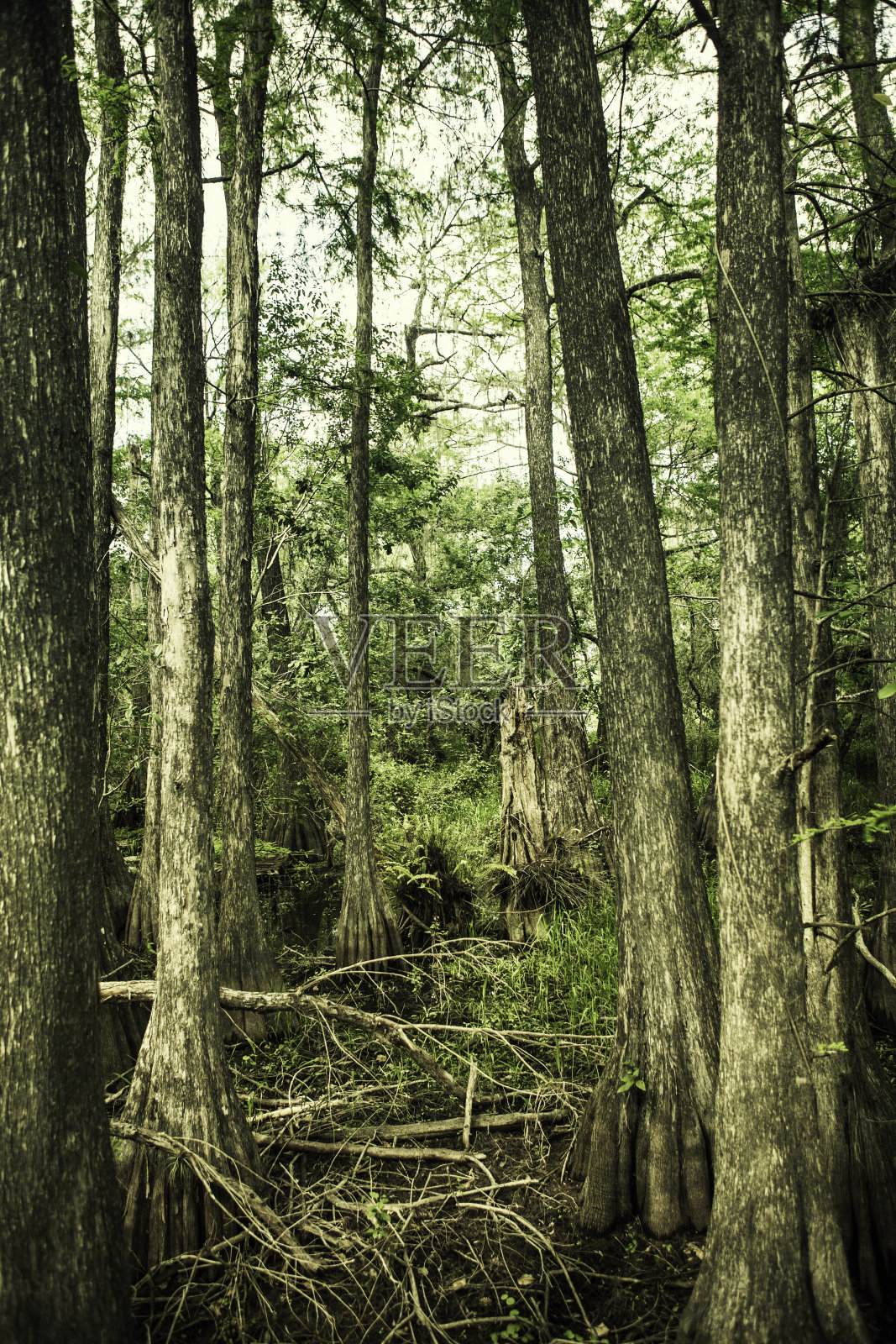 大柏树国家保护区照片摄影图片