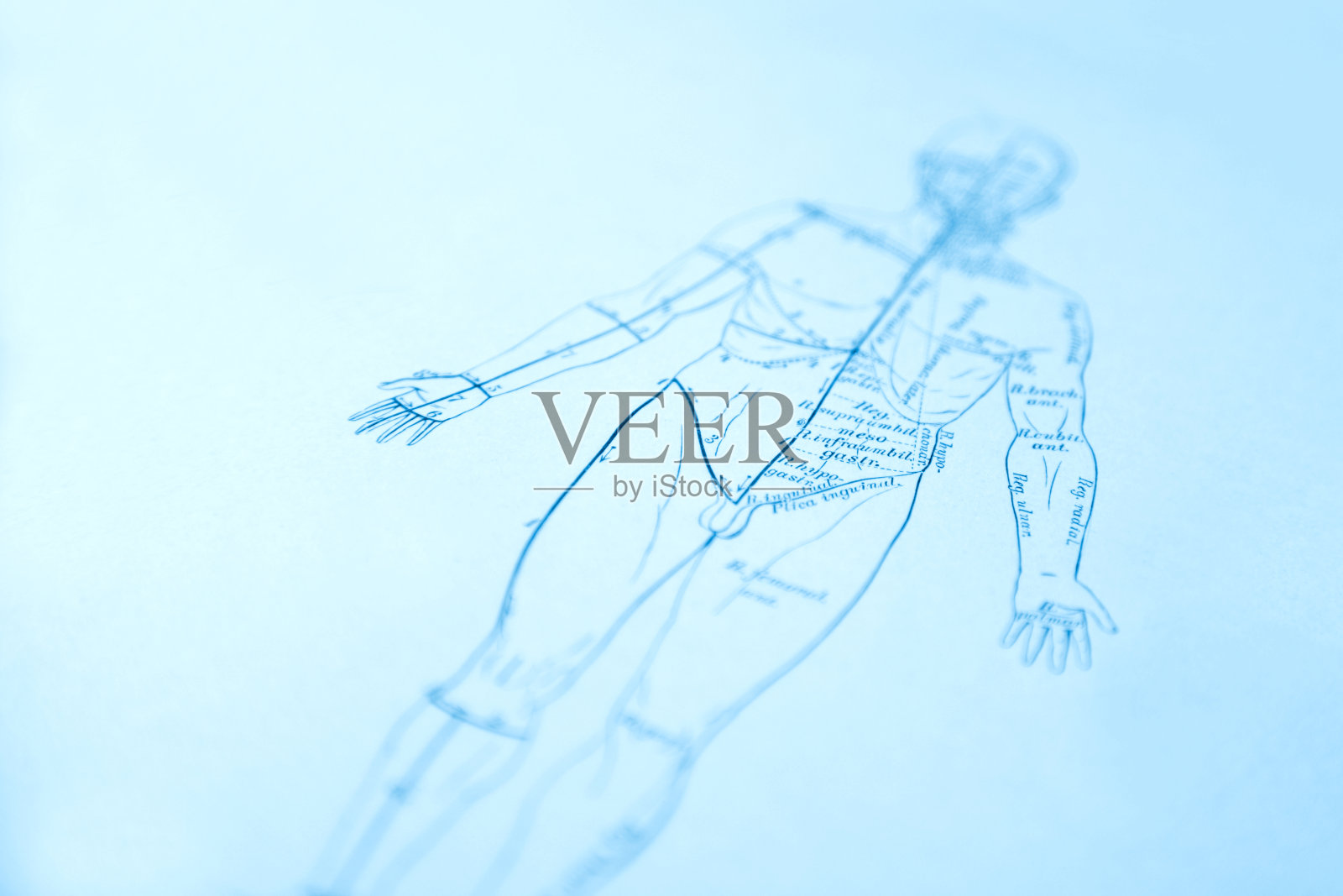 人体解剖学插画图片素材