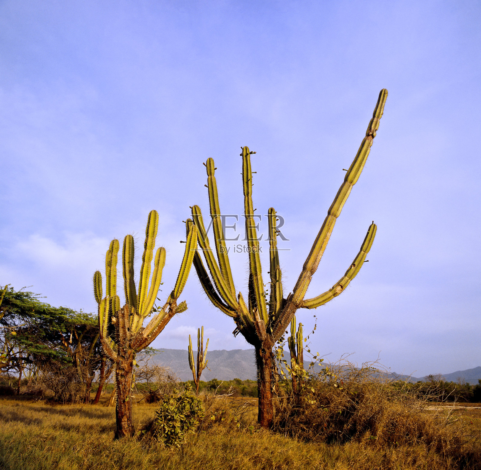 仙人掌照片摄影图片