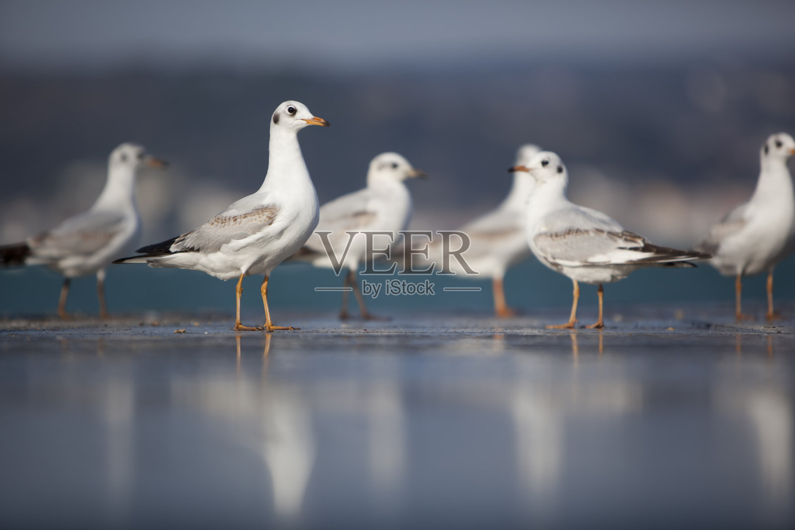 海鸥照片摄影图片