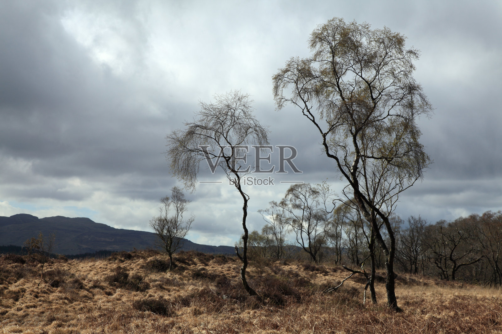 山坡上的树木照片摄影图片