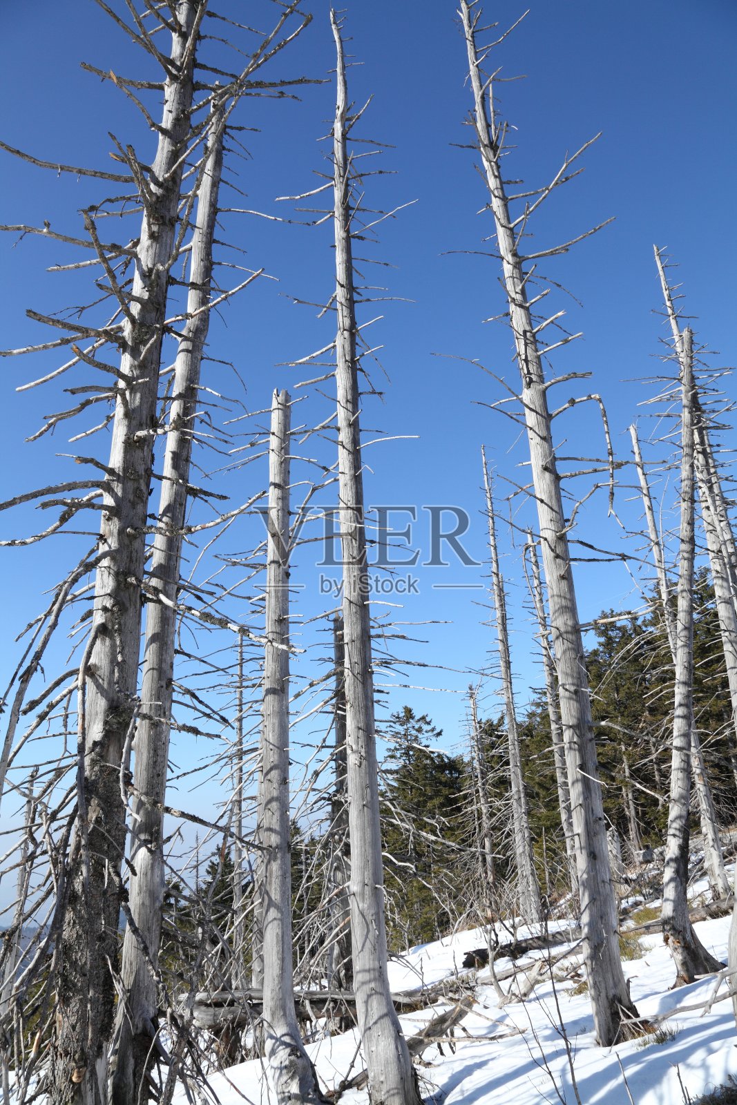 森林中的枯树照片摄影图片