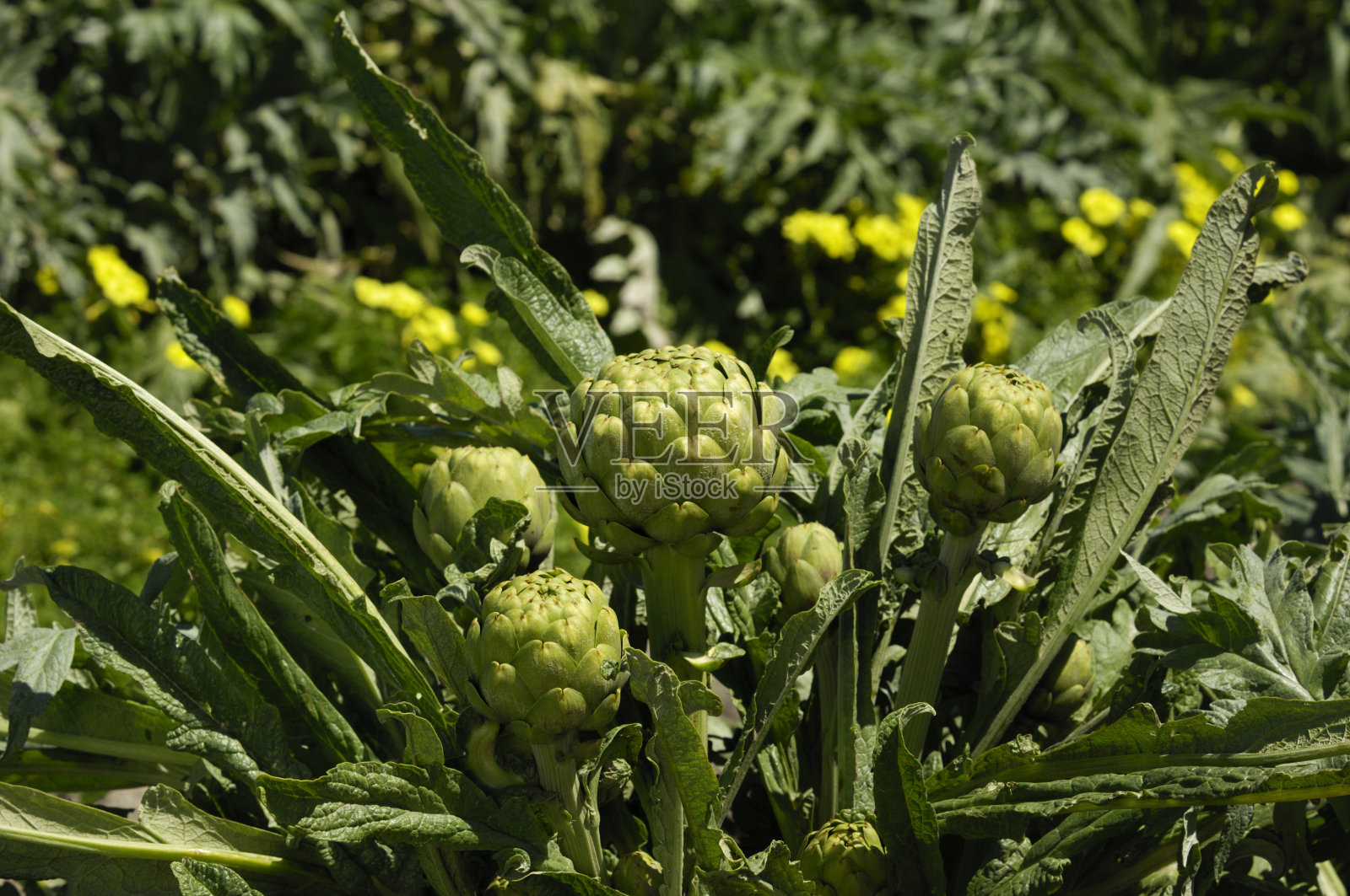 成熟的洋蓟特写照片摄影图片