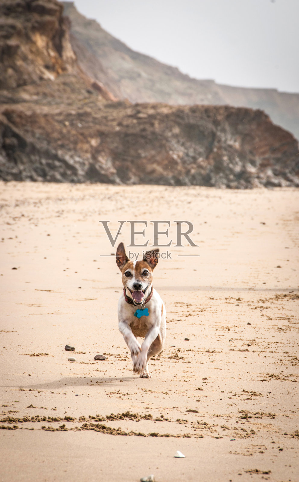 老杰克罗素梗在海滩上奔跑照片摄影图片