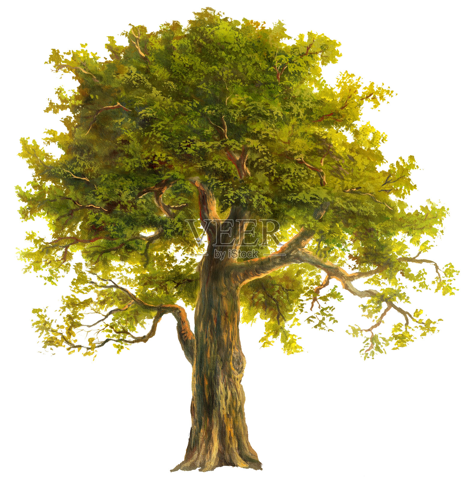 橡木设计元素图片