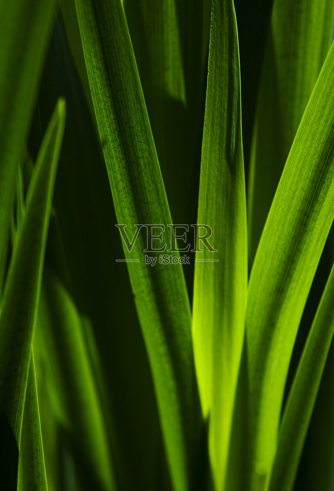 绿色的树叶。照片摄影图片