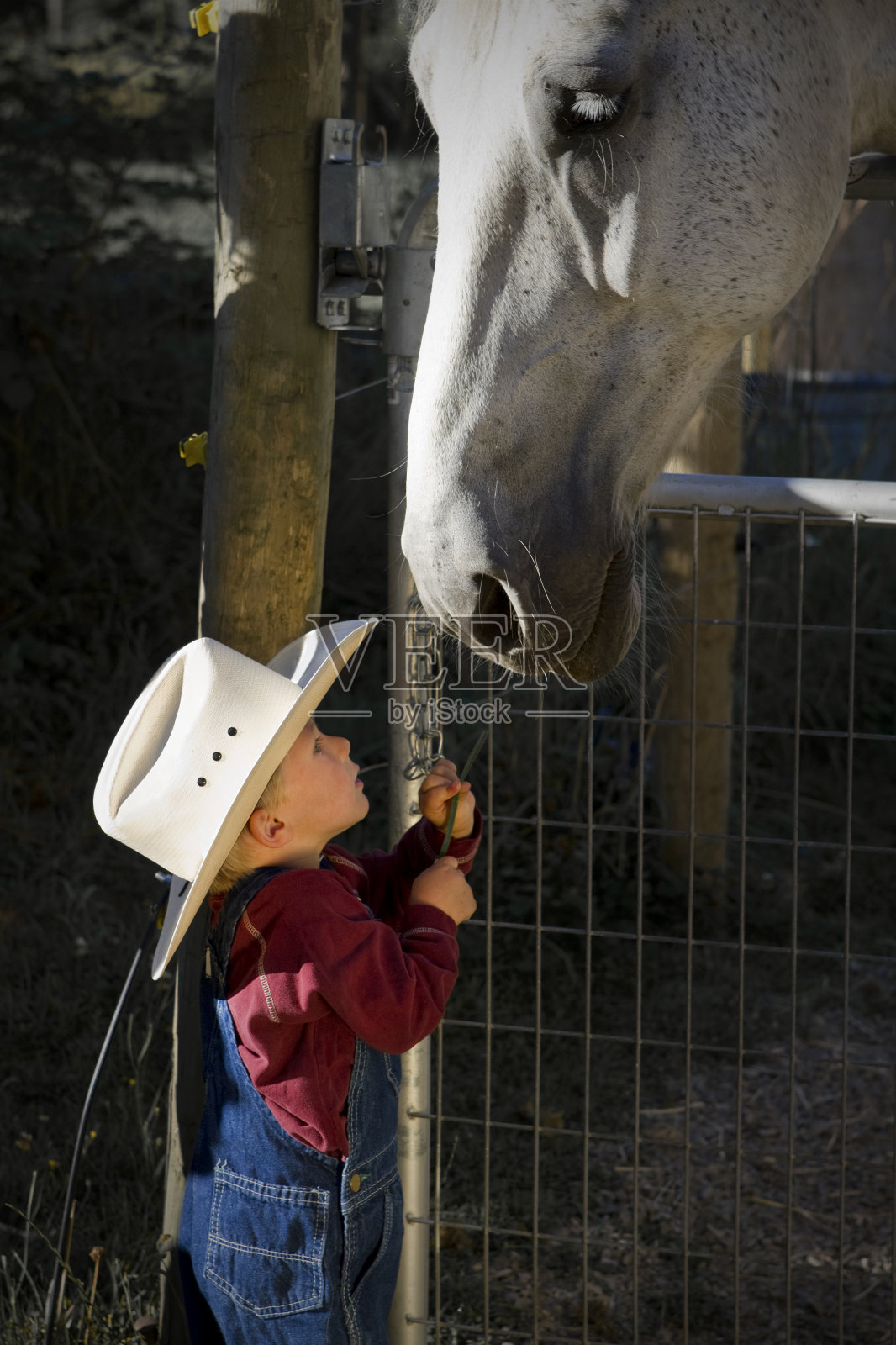 小牛仔喂了一匹大马照片摄影图片