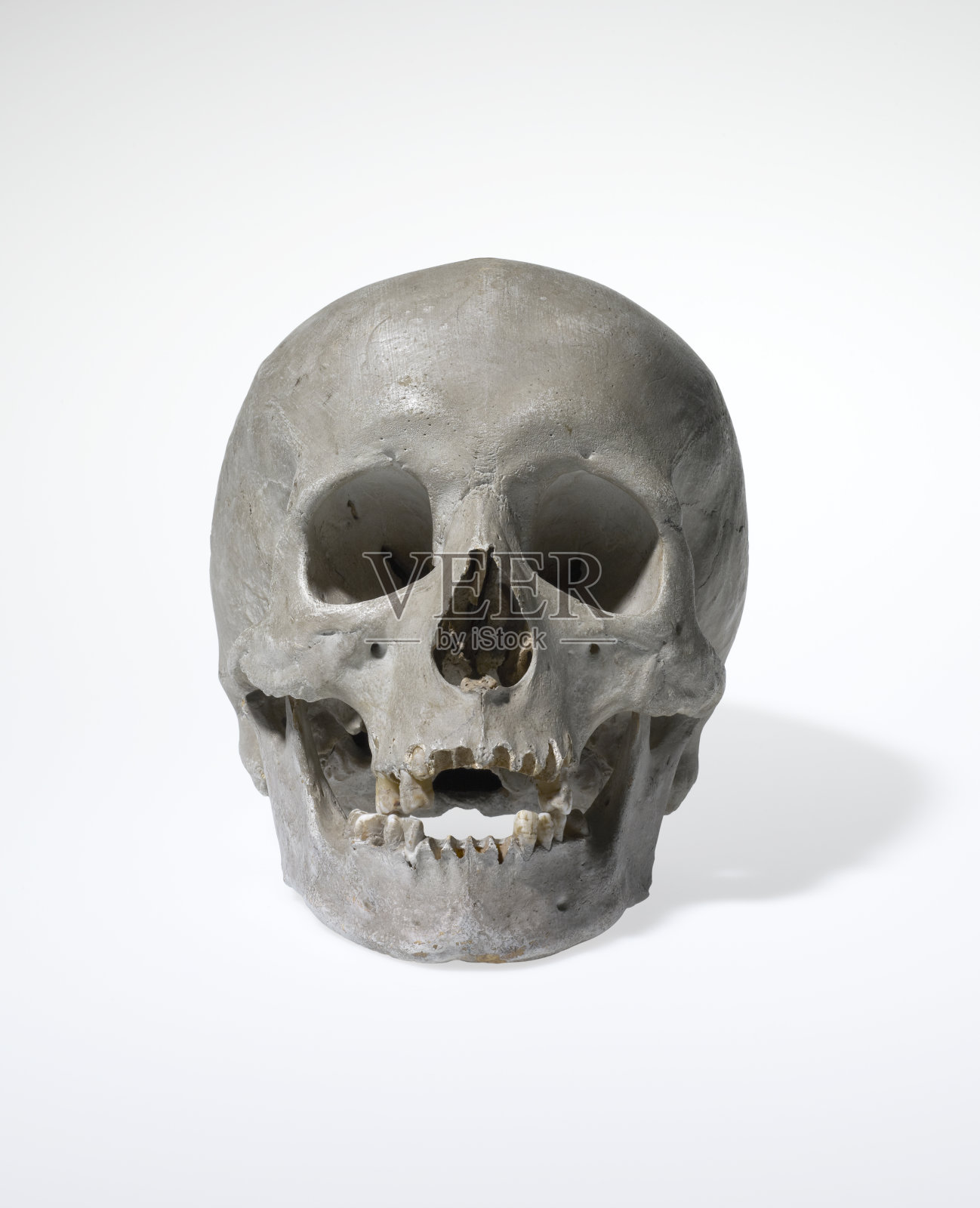 解剖学上正确的人类颅骨医学模型照片摄影图片