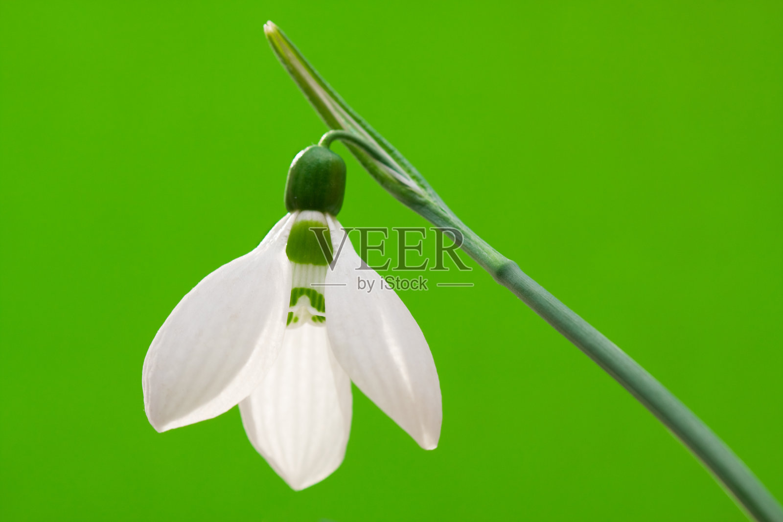 雪花莲照片摄影图片