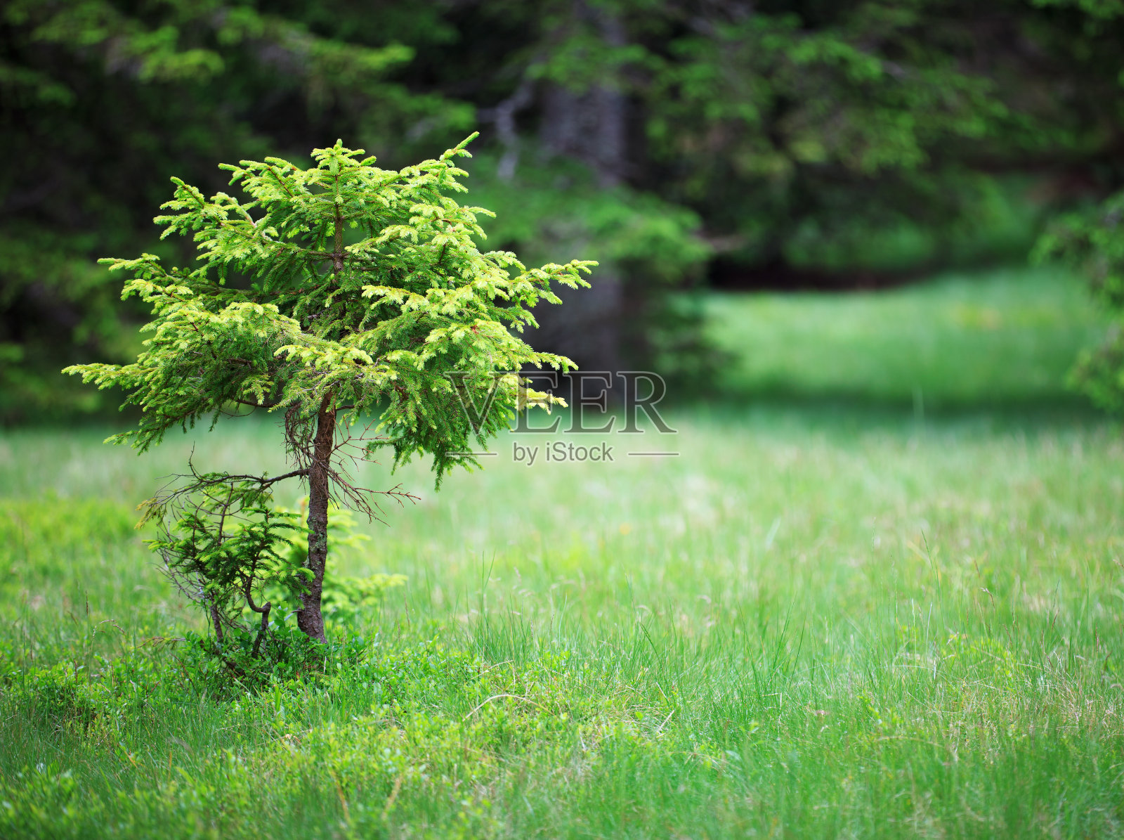 云杉树照片摄影图片