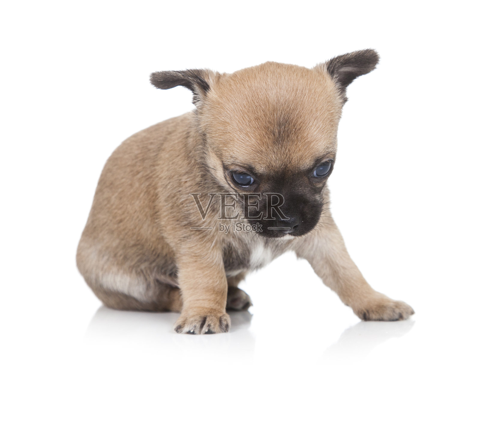 吉娃娃照片摄影图片