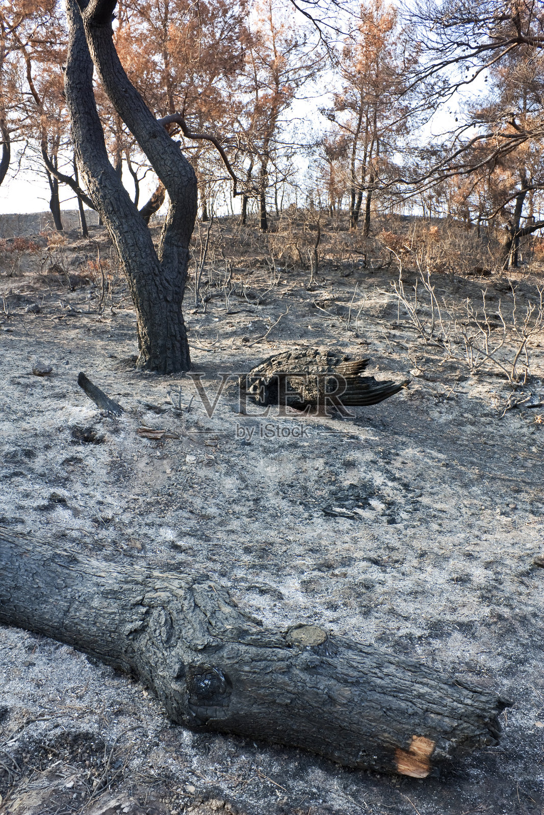 森林火灾的灰烬，户外照片的自然之美照片摄影图片