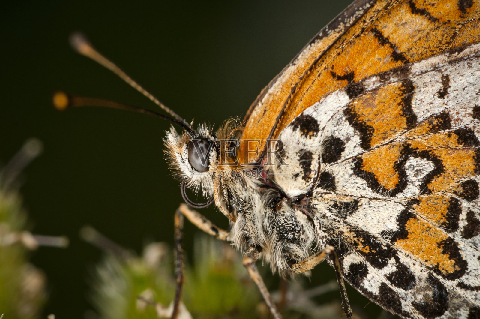 蝴蝶照片摄影图片