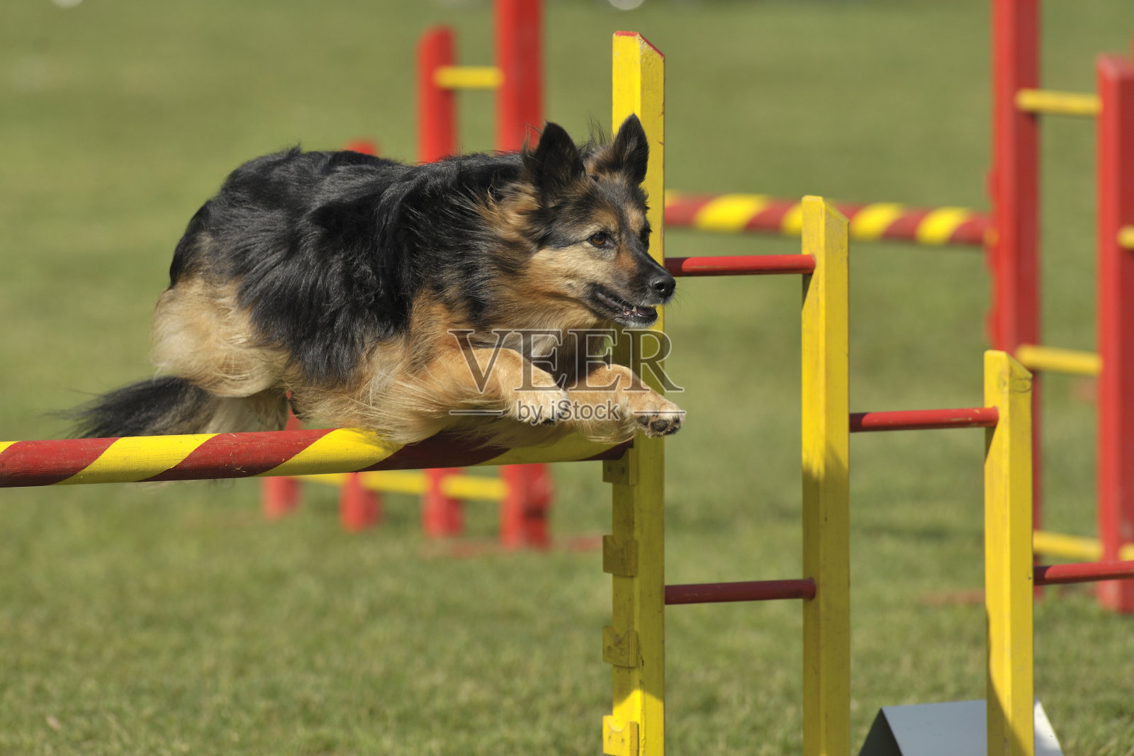 德国牧羊犬照片摄影图片