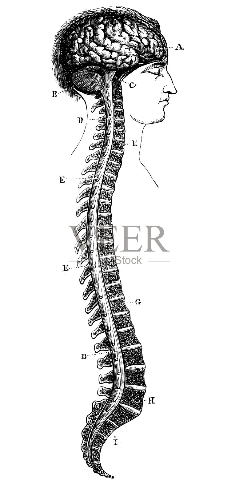 古董医学科学插图高分辨率:大脑和脊柱插画图片素材
