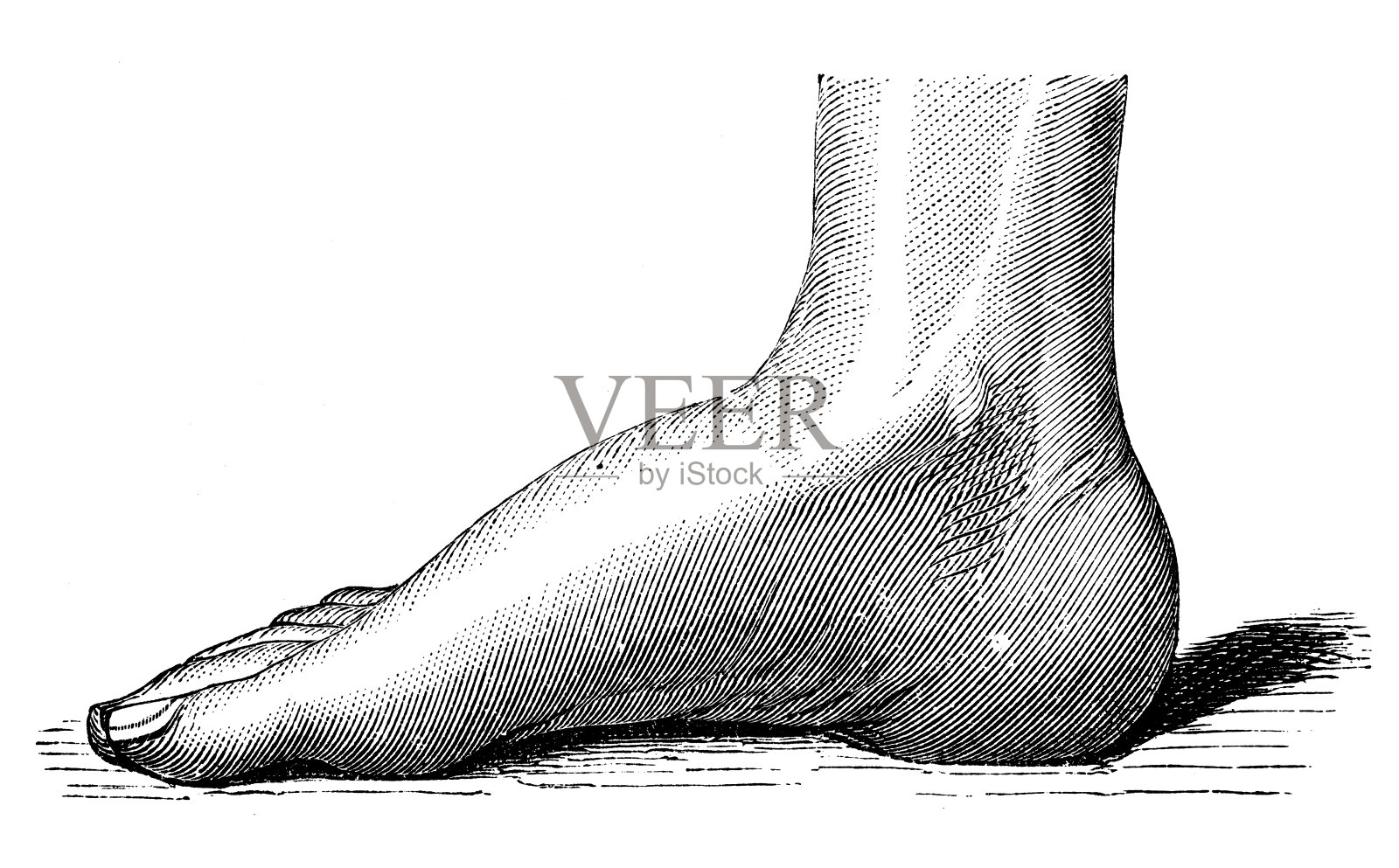 古董医学科学插画高分辨率:脚设计元素图片