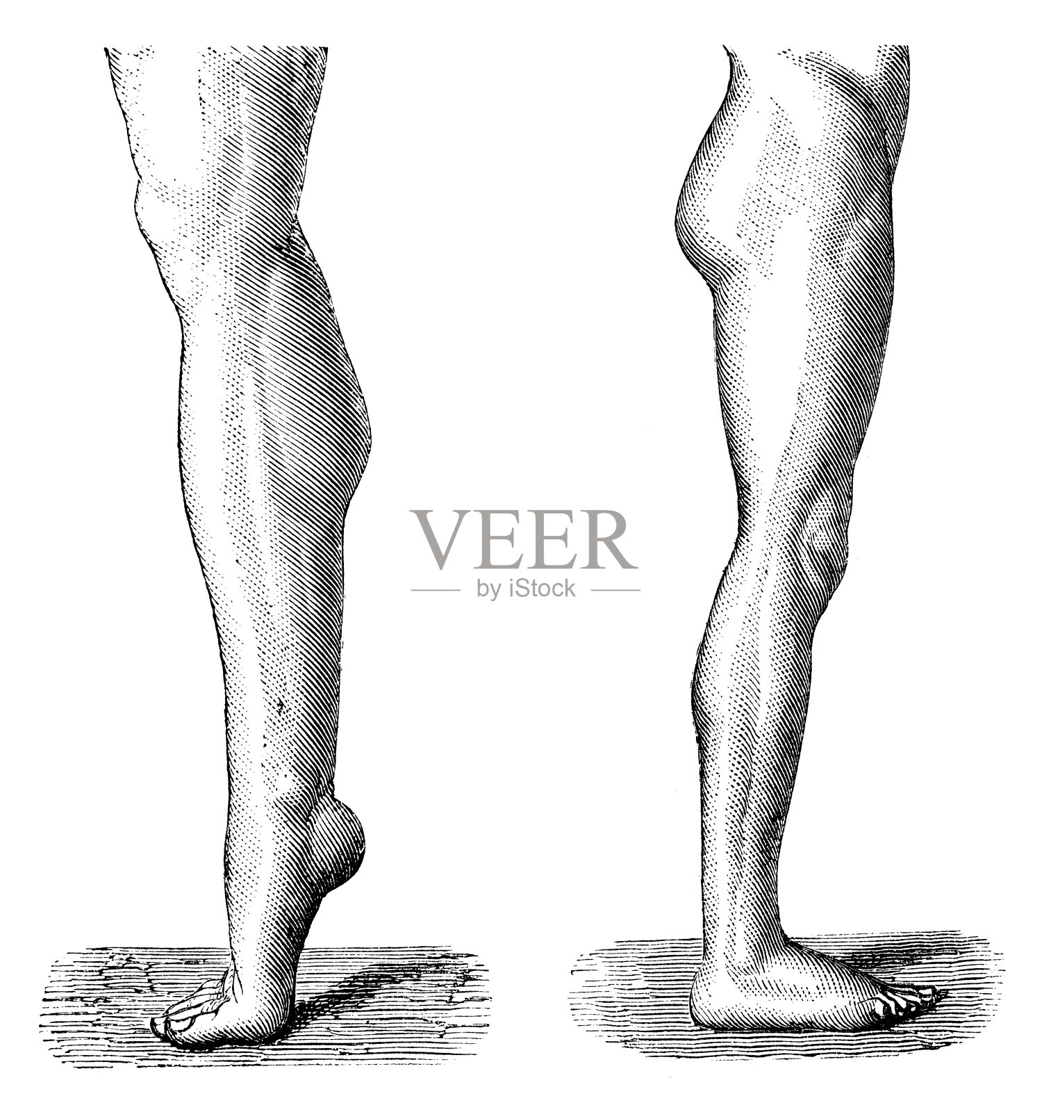 古董医学科学插画高分辨率:腿插画图片素材