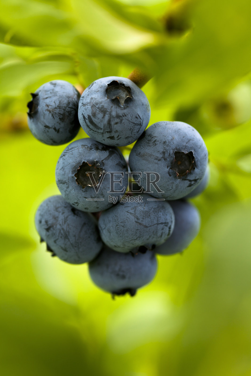 树枝上的蓝莓。照片摄影图片