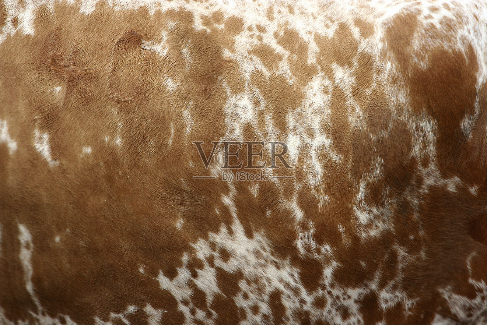 牛的皮肤照片摄影图片