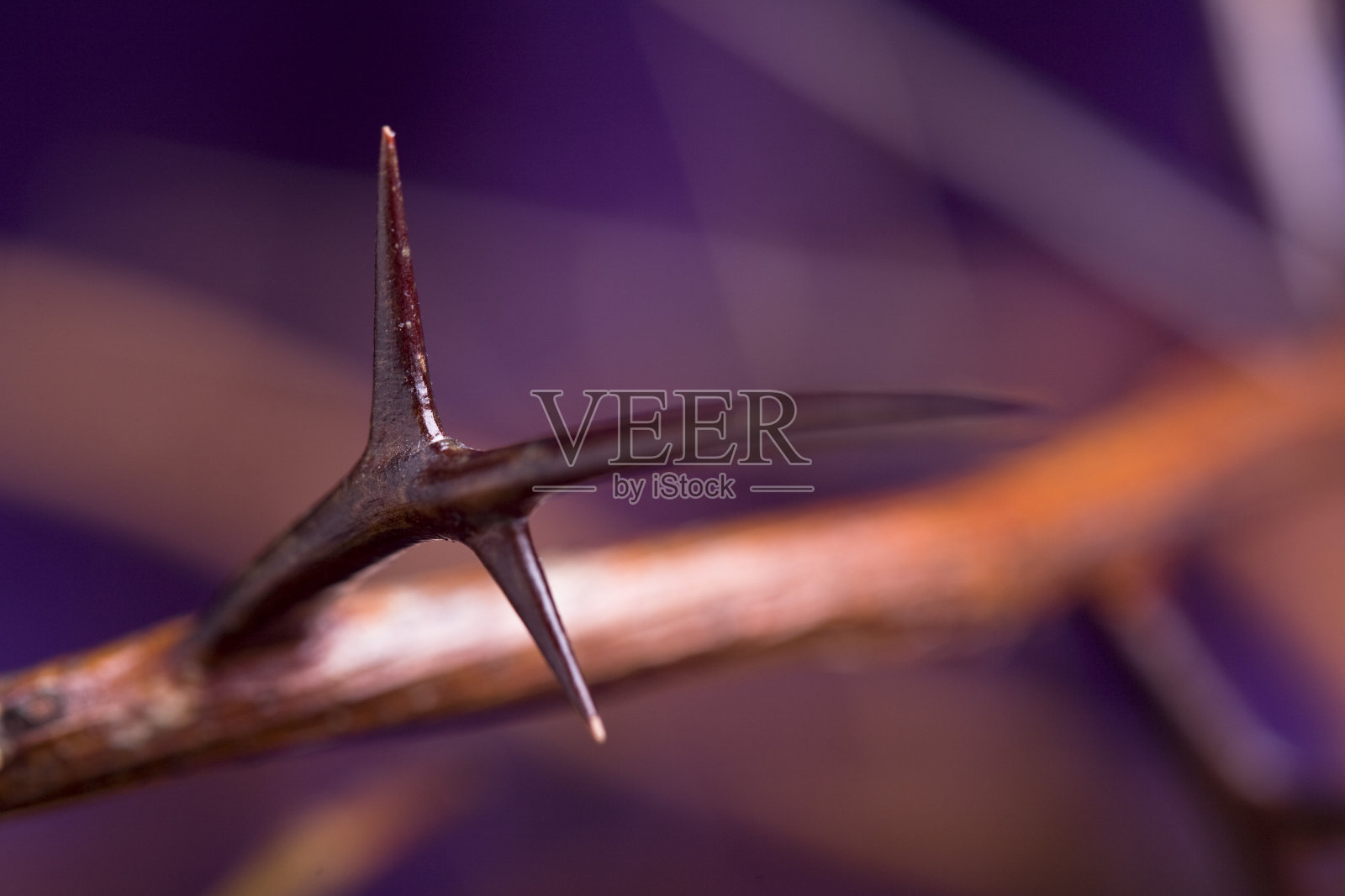 荆棘之冠XL照片摄影图片