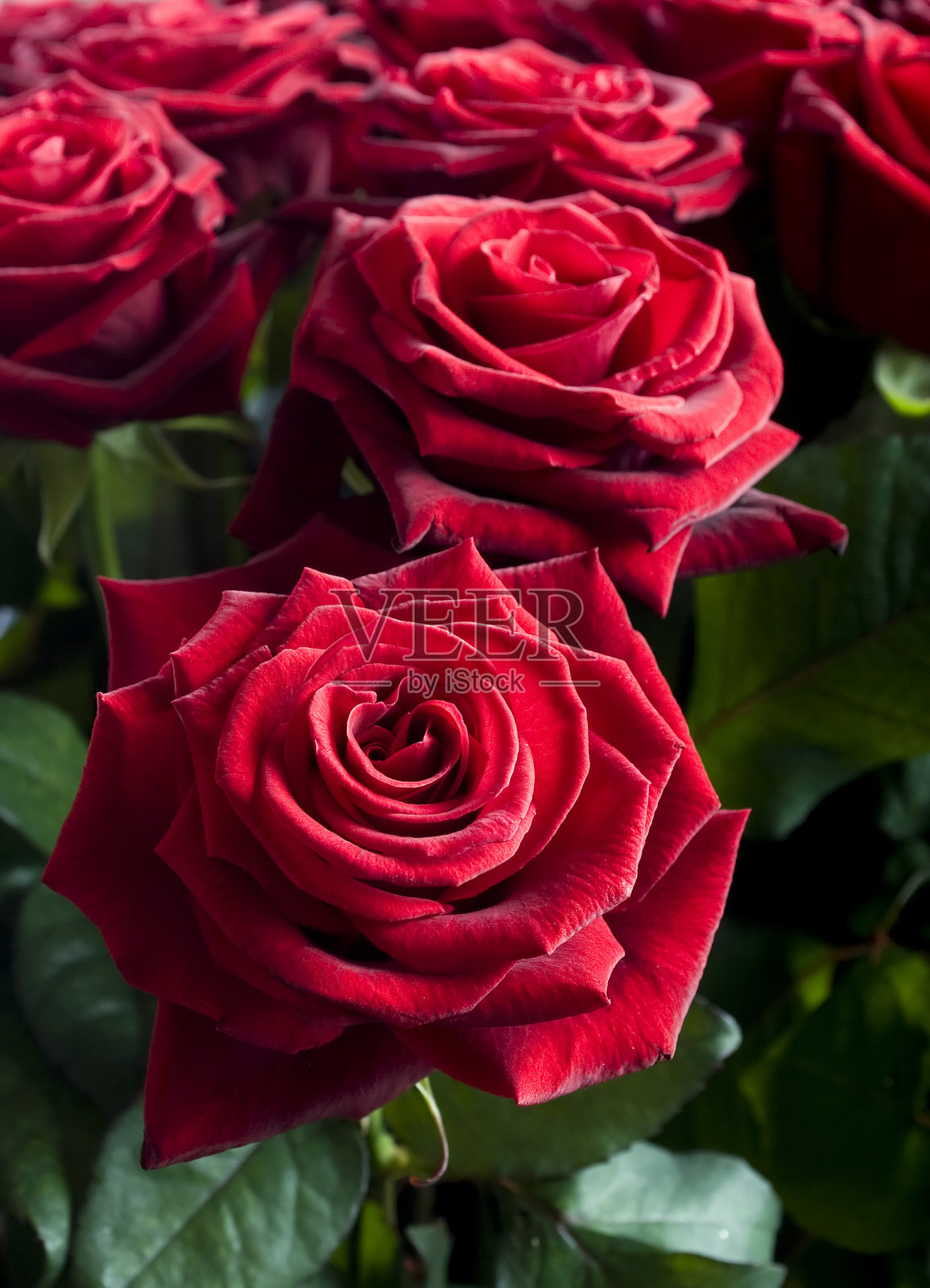 大的红玫瑰照片摄影图片