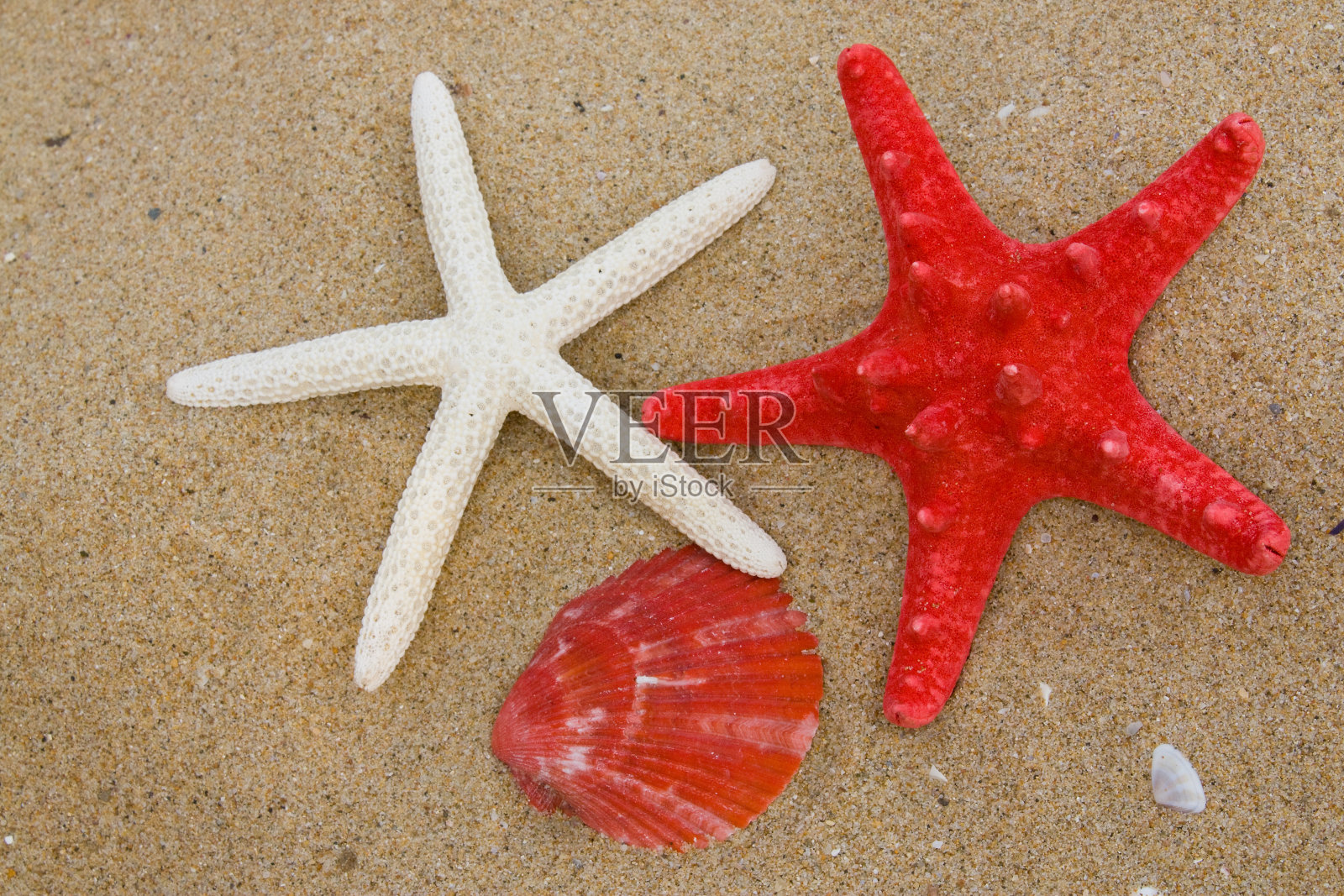 海星照片摄影图片