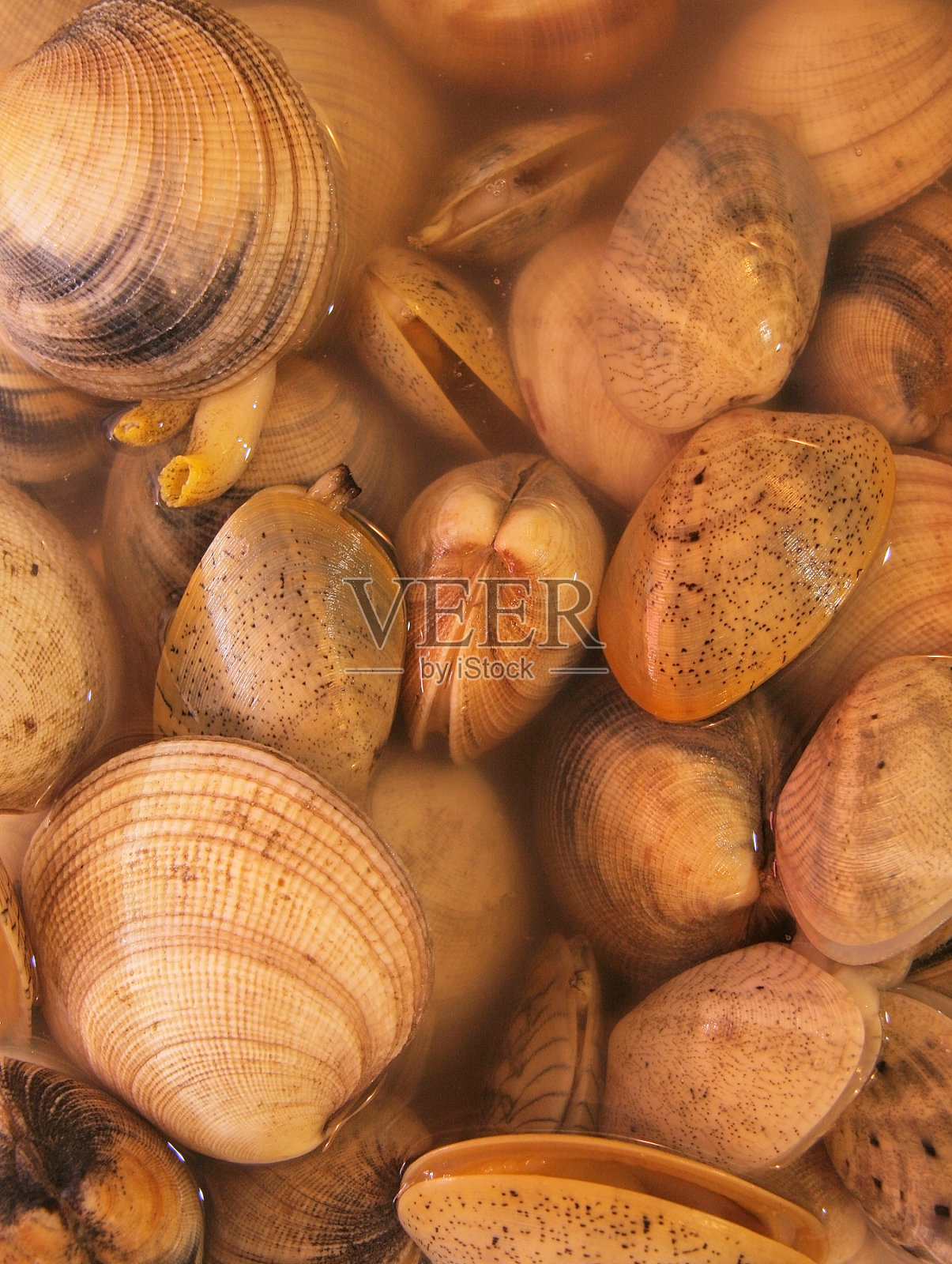 蛤照片摄影图片