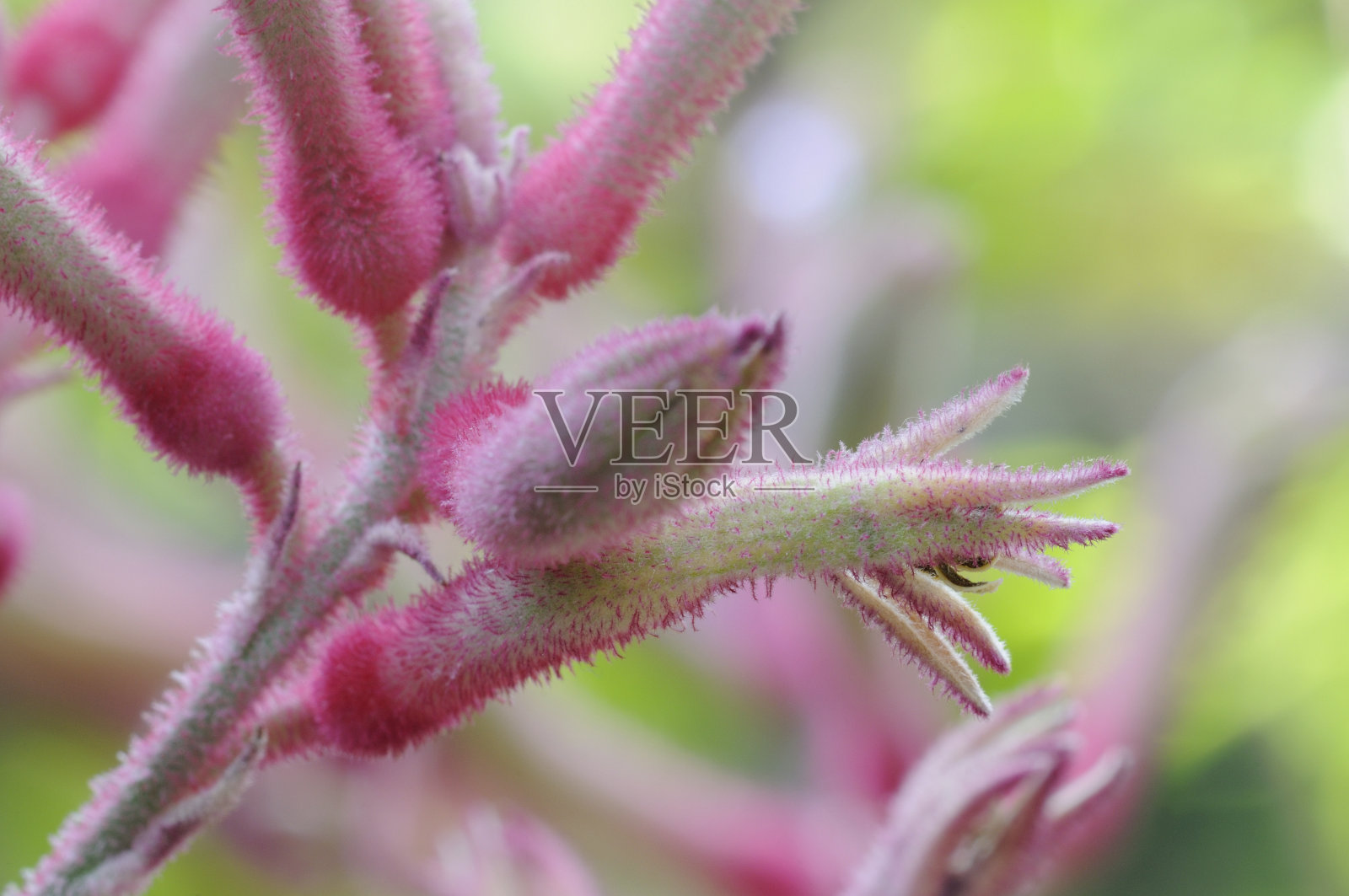 袋鼠爪照片摄影图片