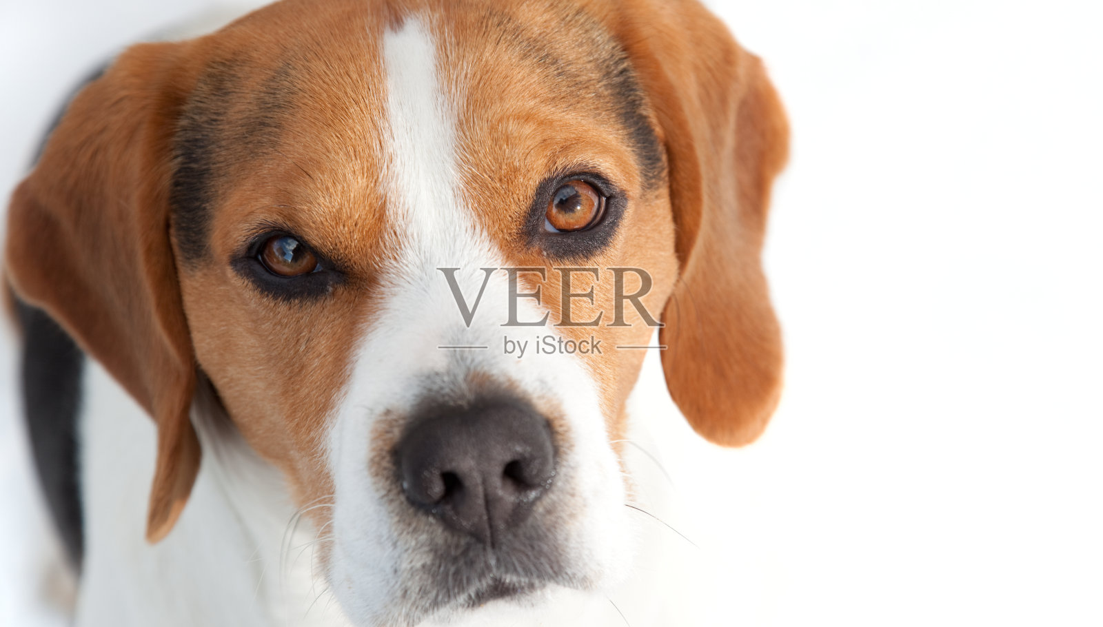 小猎犬号关闭照片摄影图片