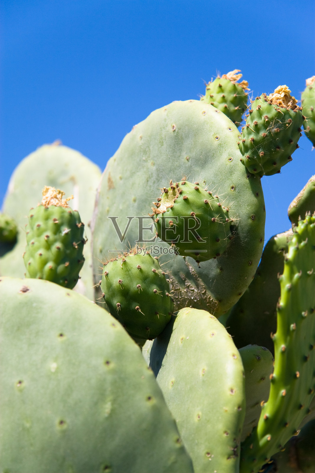 仙人球照片摄影图片