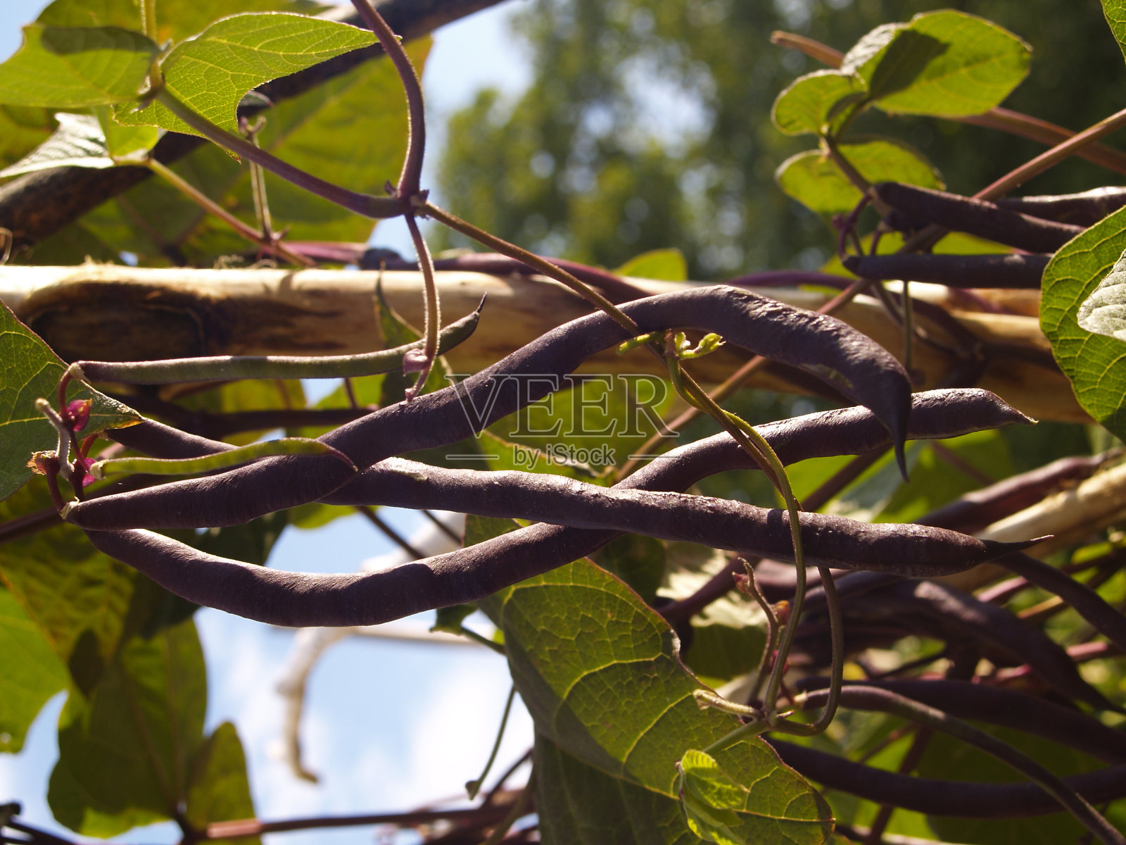 紫色的豆角照片摄影图片