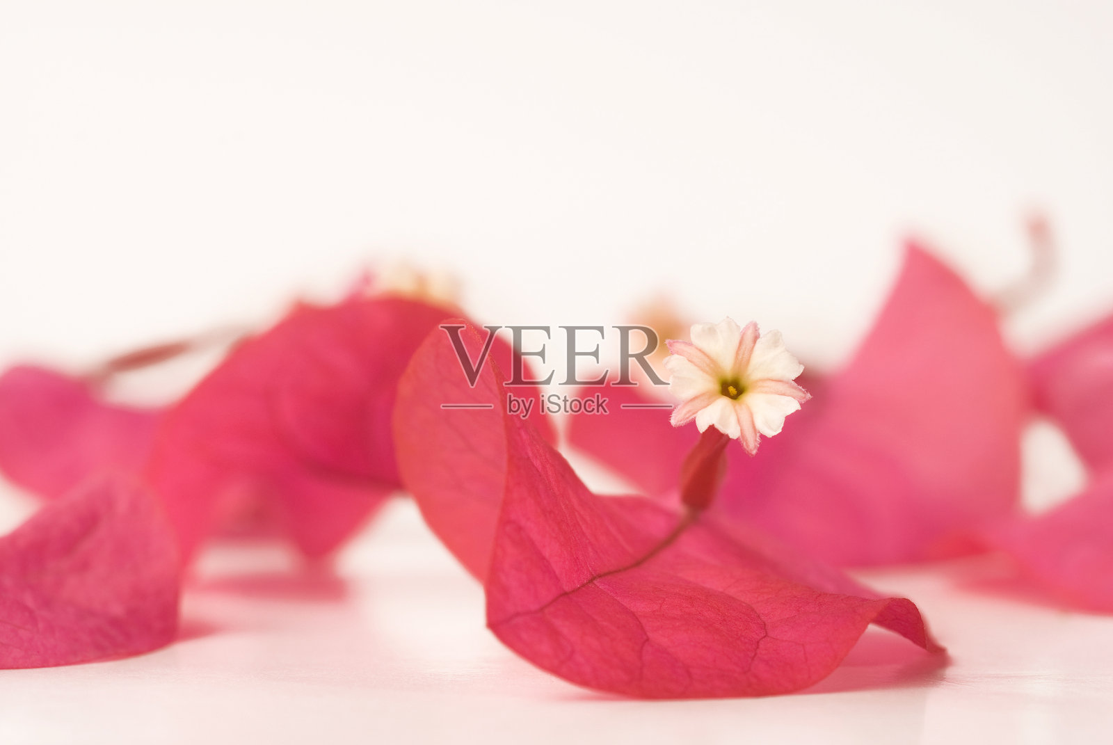 热带花卉照片摄影图片