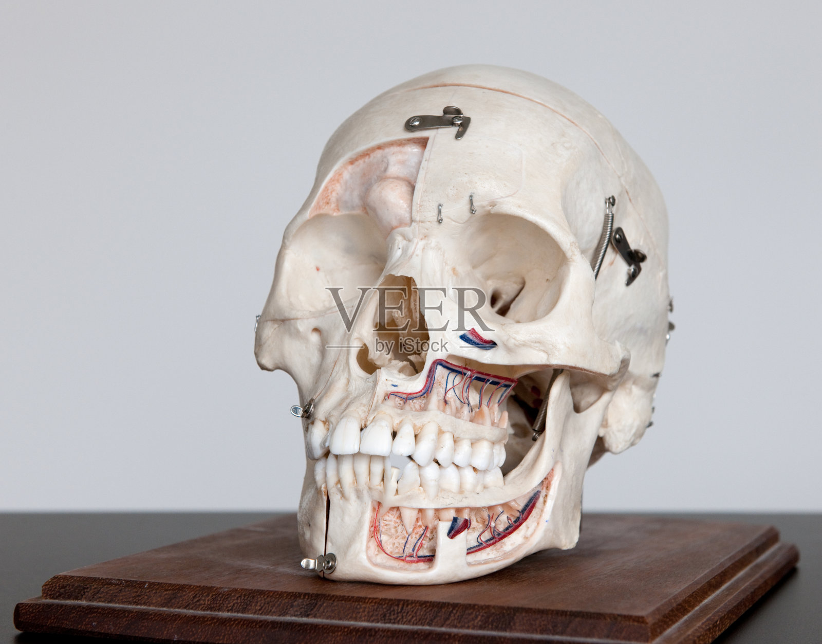 真人头骨(XXXL)照片摄影图片