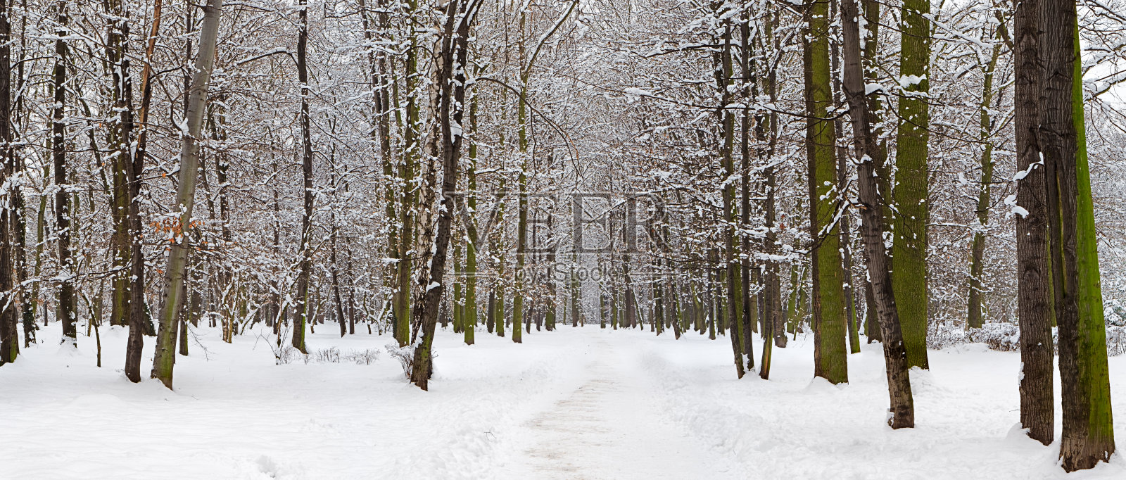 冬季全景公园，37MPix XXXXL size照片摄影图片