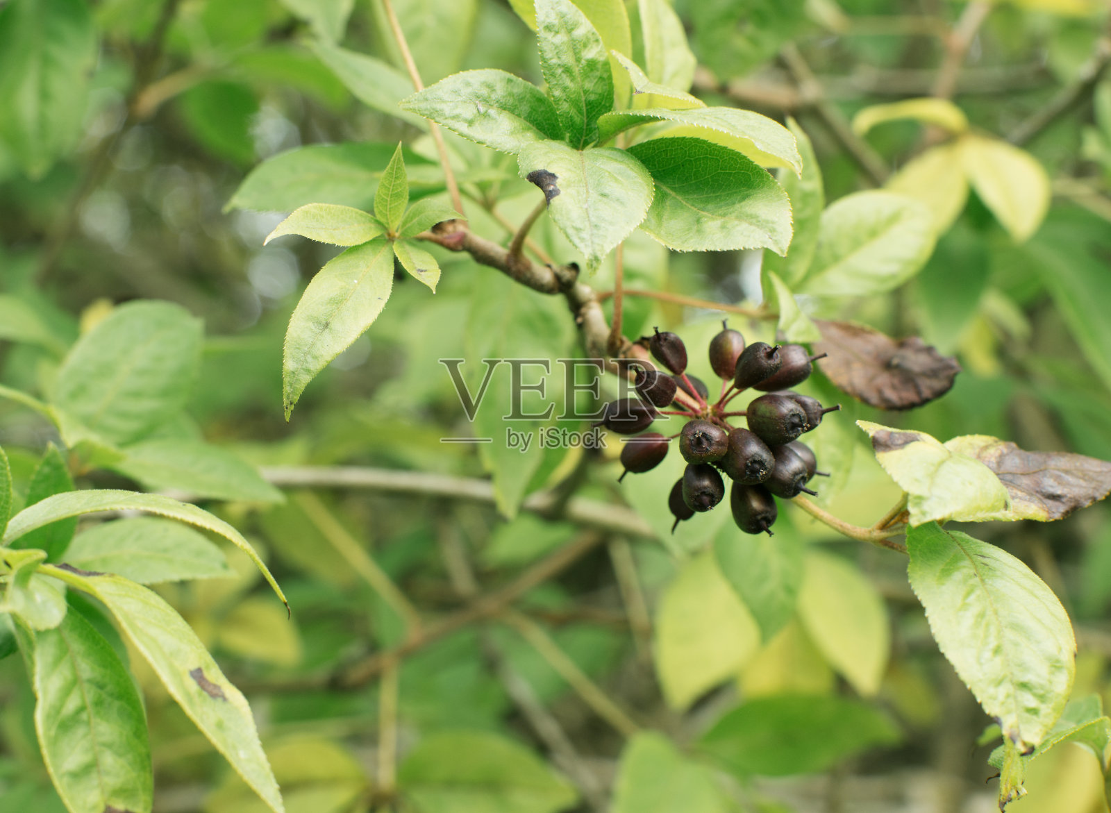 刺五加为人参植物照片摄影图片