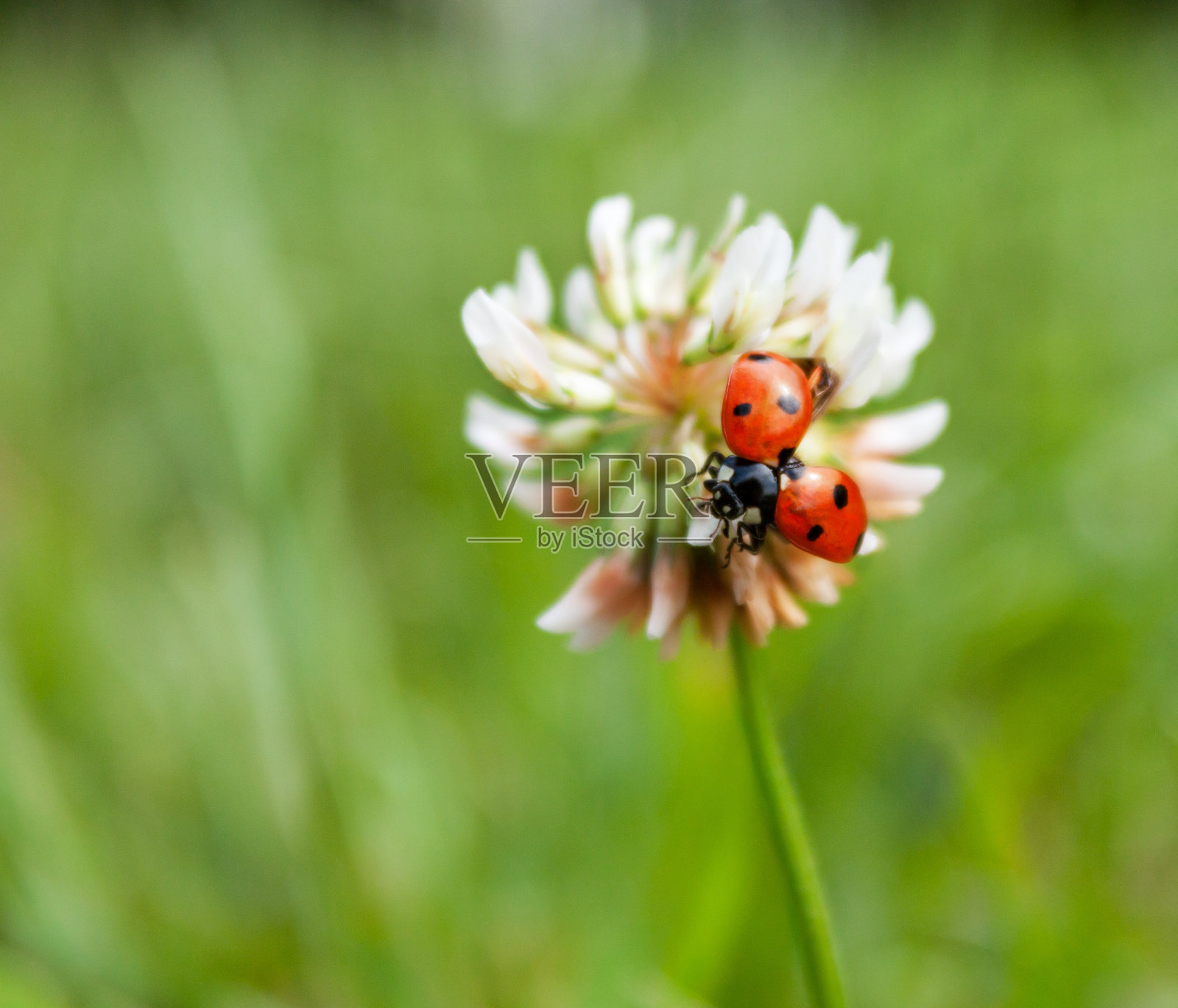 瓢虫照片摄影图片