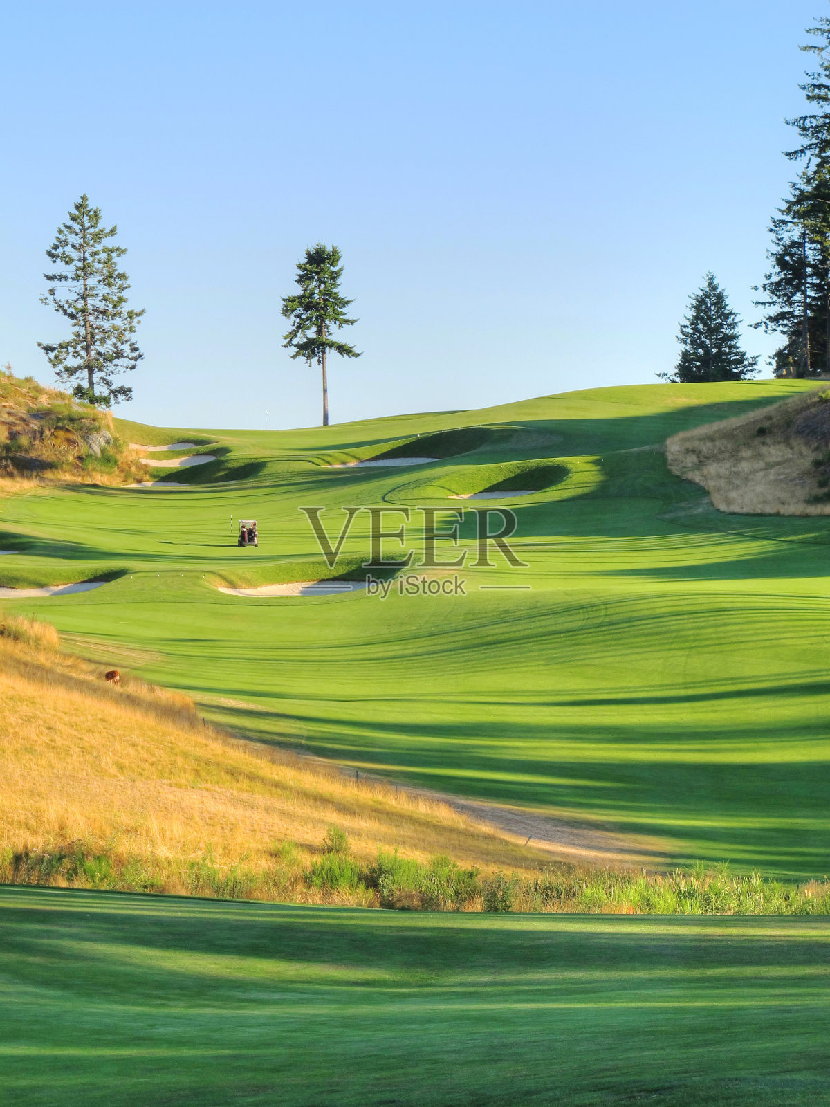 郁郁葱葱的温哥华岛高尔夫球场上的夕阳照片摄影图片