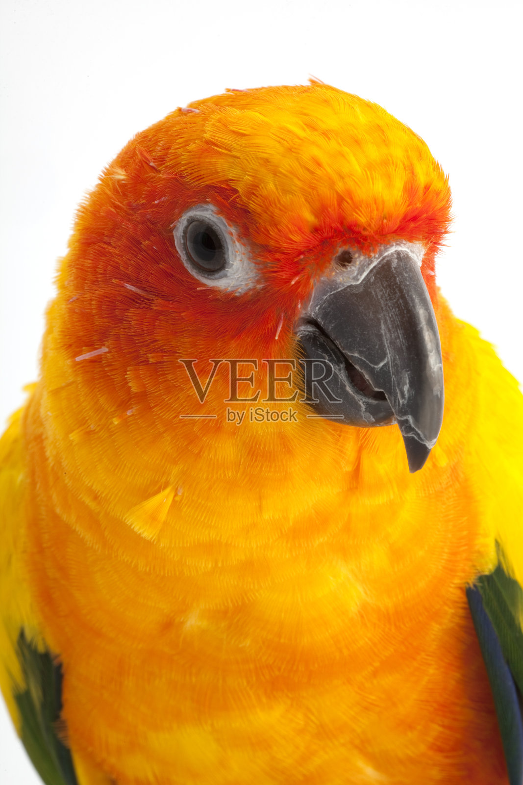 太阳锥尾鹦哥鹦鹉照片摄影图片