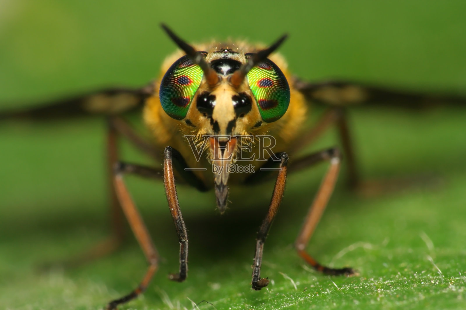 设置Fly on Leaf Close照片摄影图片