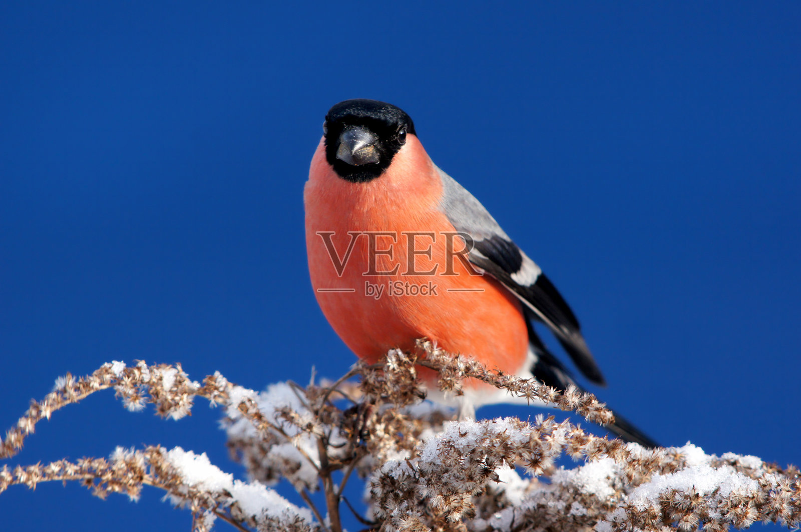 皮洛拉面前一片蔚蓝的天空照片摄影图片