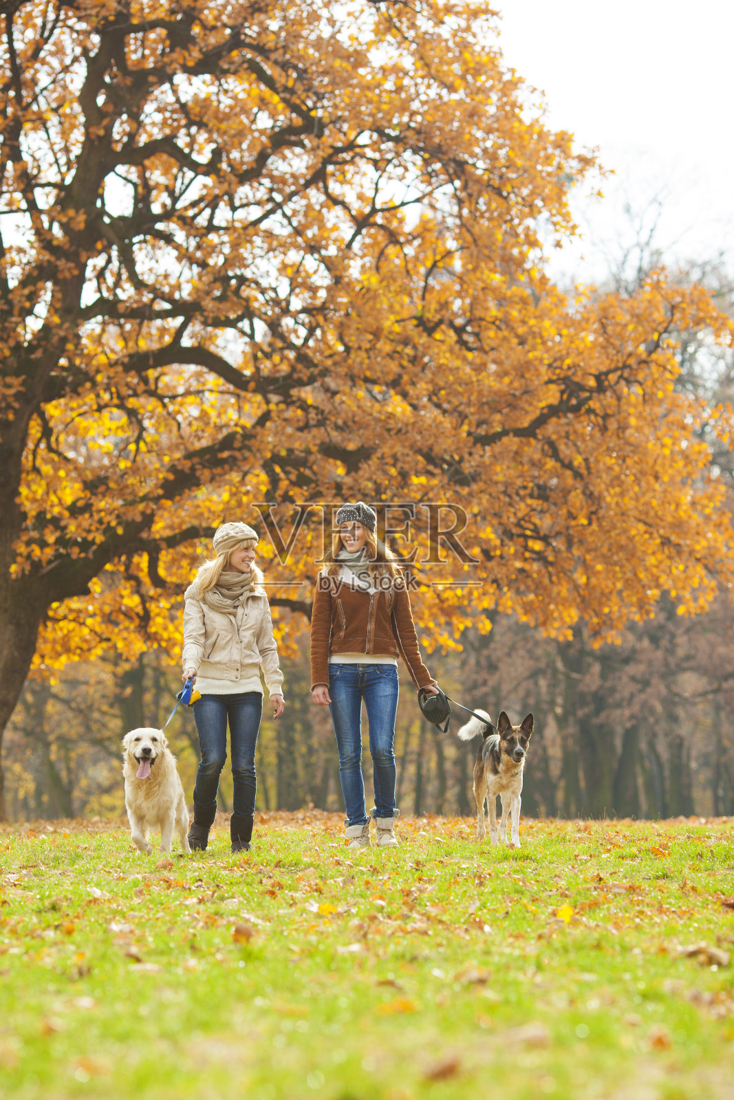 快乐的年轻女人和狗在户外。照片摄影图片