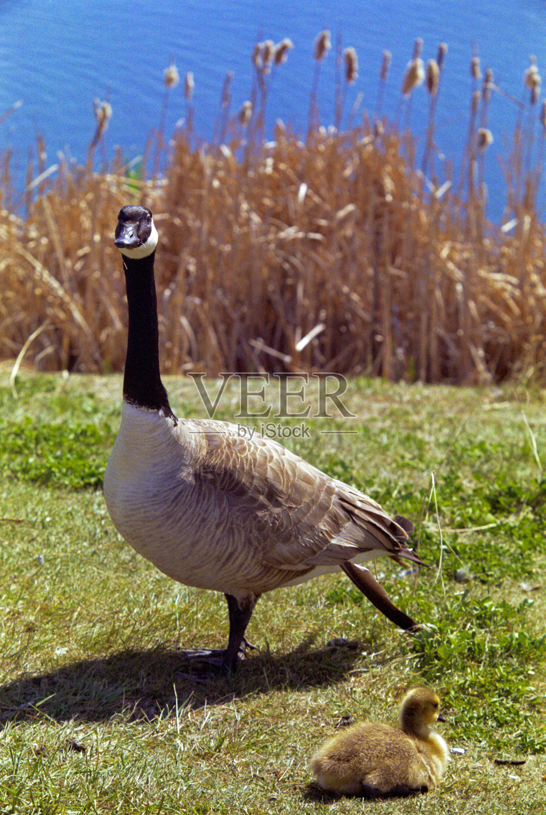 成年鹅和小鹅照片摄影图片