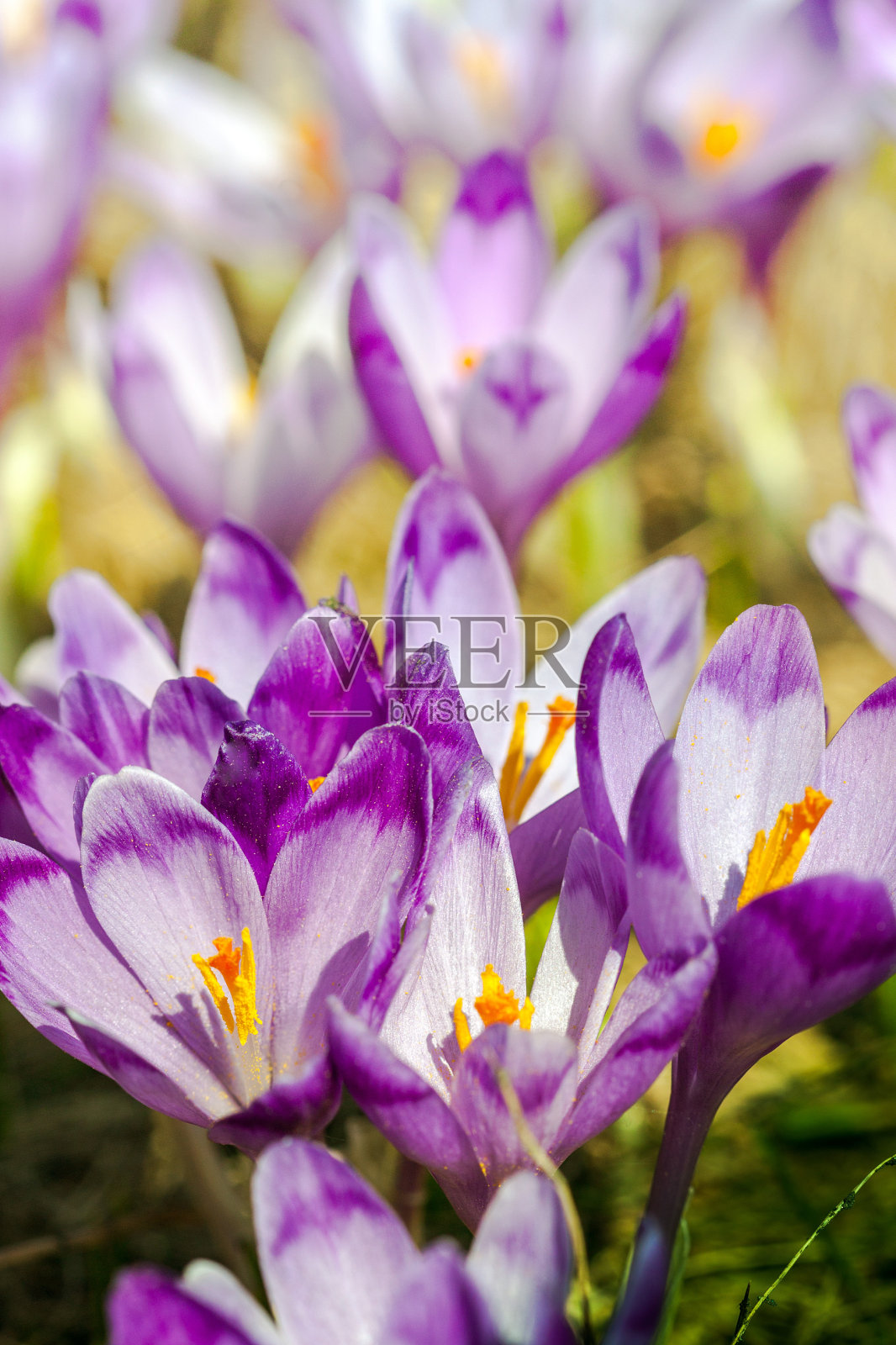 紫色的番红花花照片摄影图片