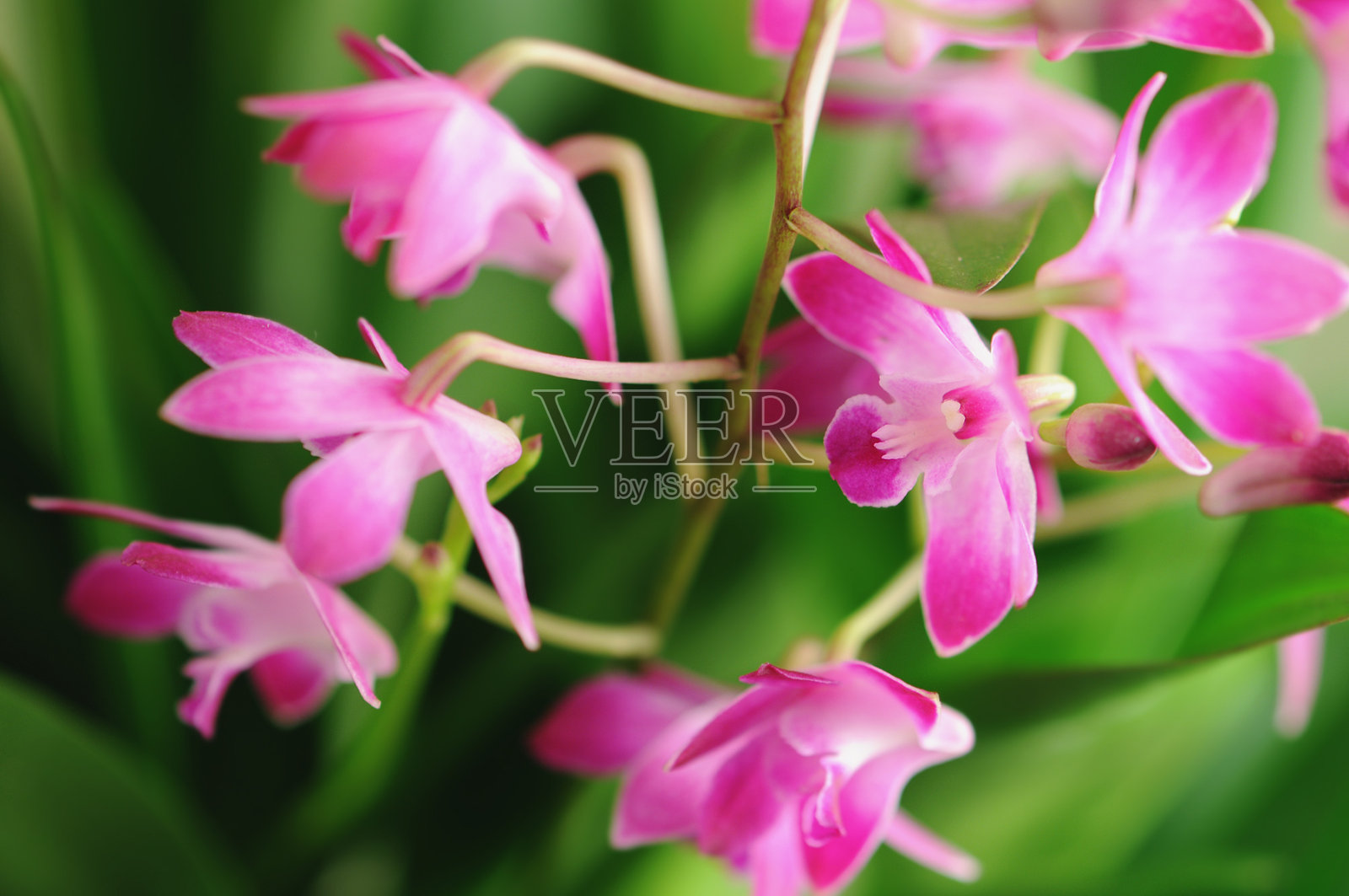 腺瘤浆果照片摄影图片