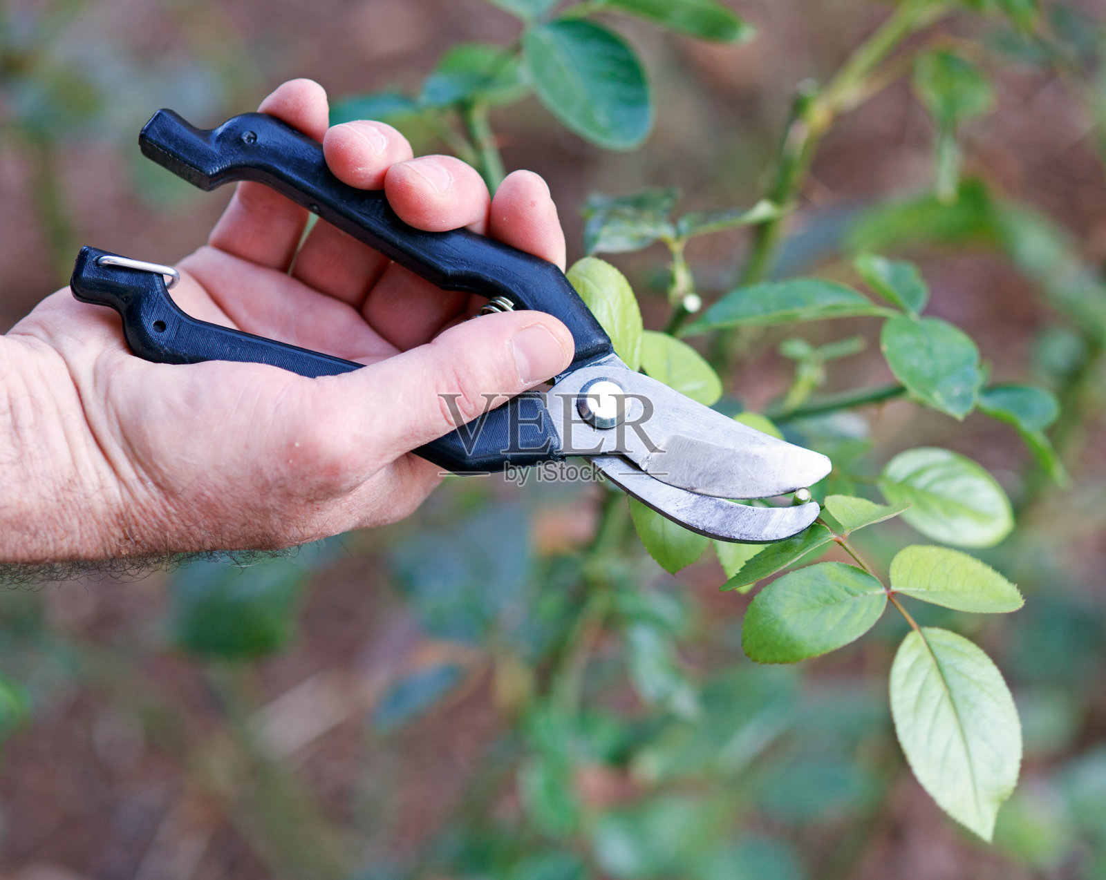 修剪照片摄影图片