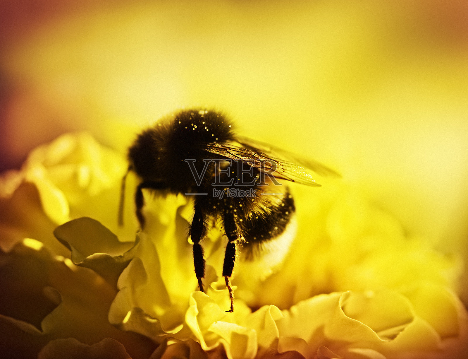 蜜蜂为黄花授粉照片摄影图片